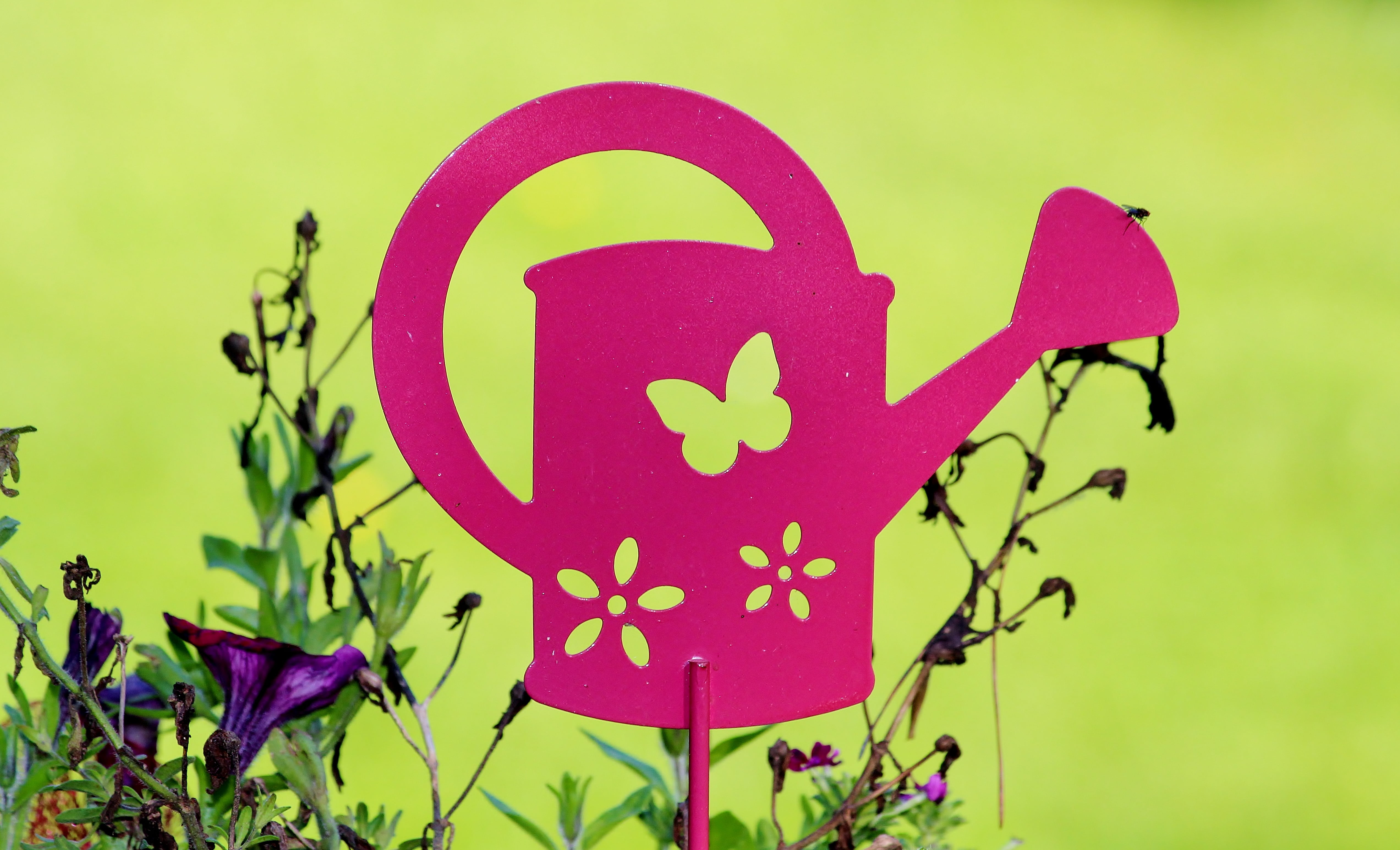 art and craft, garden, creativity, plant, green color, leaf, close-up, symbol, positive emotion, pink, eye catcher, flower, watering can, celebration, decoration, HD Wallpaper