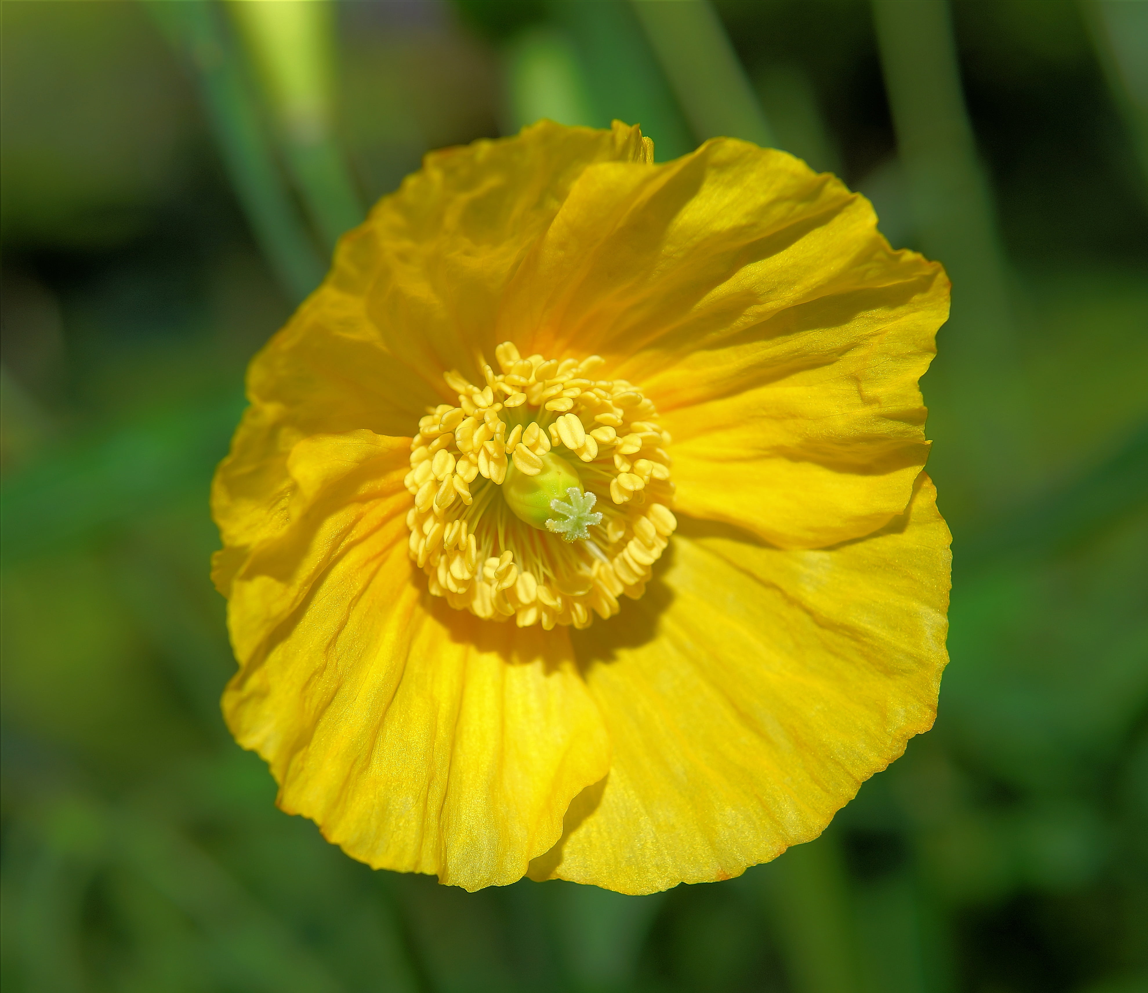 flower, bright, sunshine, focus on foreground, flowering plant, 4K, blossom, small flower, outdoors, eye catcher, no people, close, flower head, delicate flower, HD Wallpaper