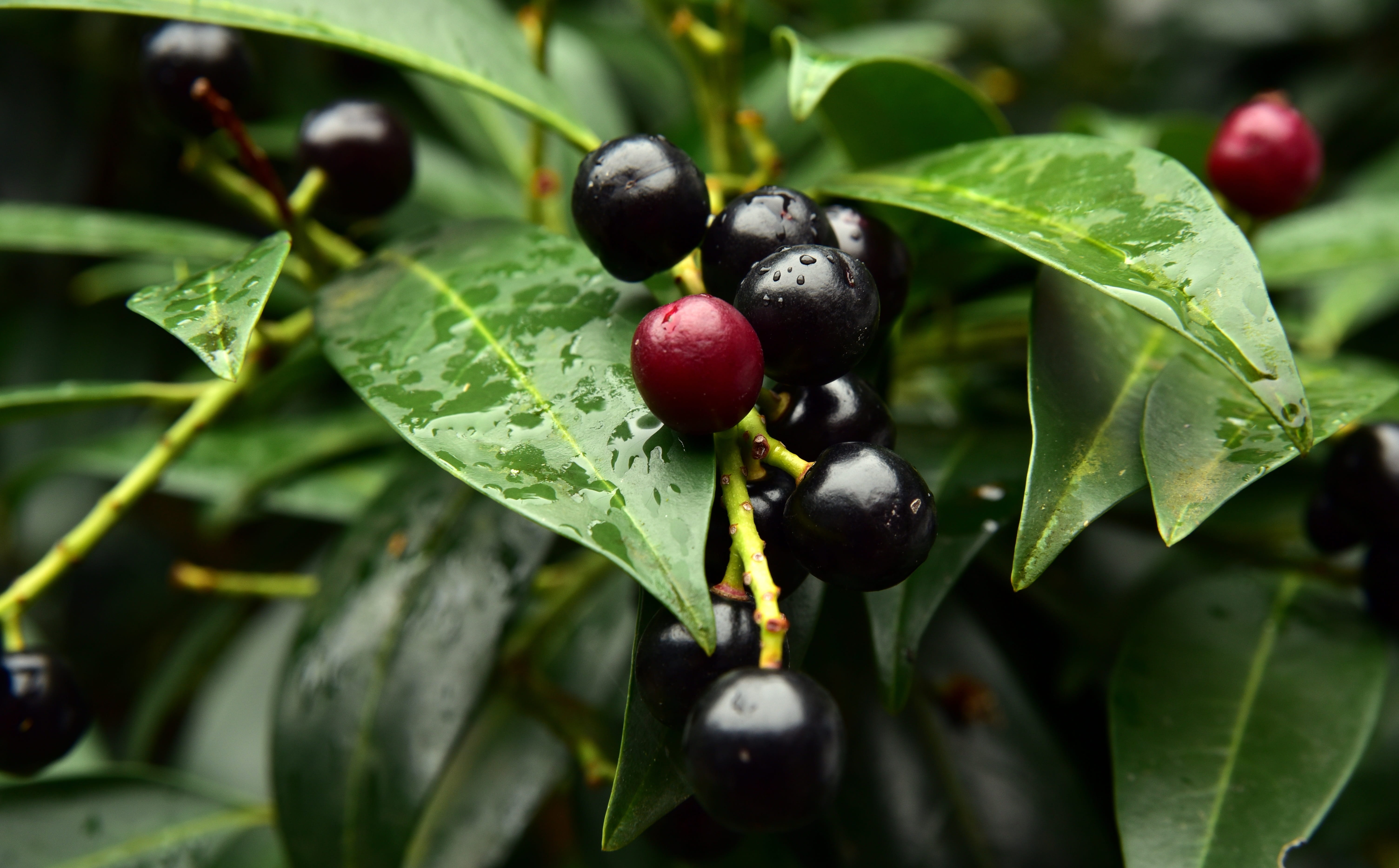 food and drink, fruits, no people, poisonous plant, wellbeing, ornament, agriculture, red, leaf, growth, plant part, plant, berry, decorative, day, black, HD Wallpaper