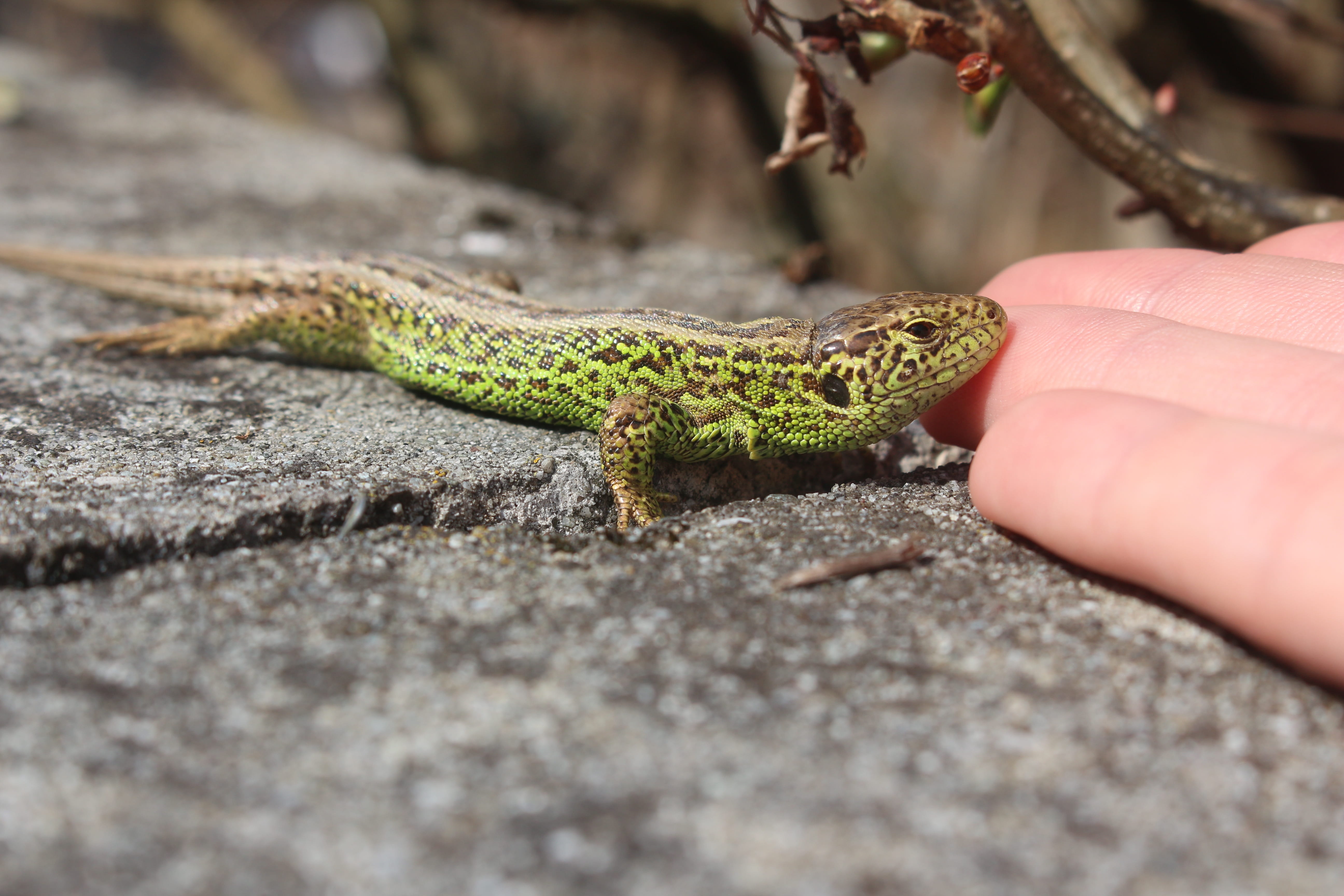 day, hand, animal wildlife, human body part, one animal, rock - object, Catcher, finger, vertebrate, Eye, Macro, eye catcher, animal scale, body part, gecko, HD Wallpaper