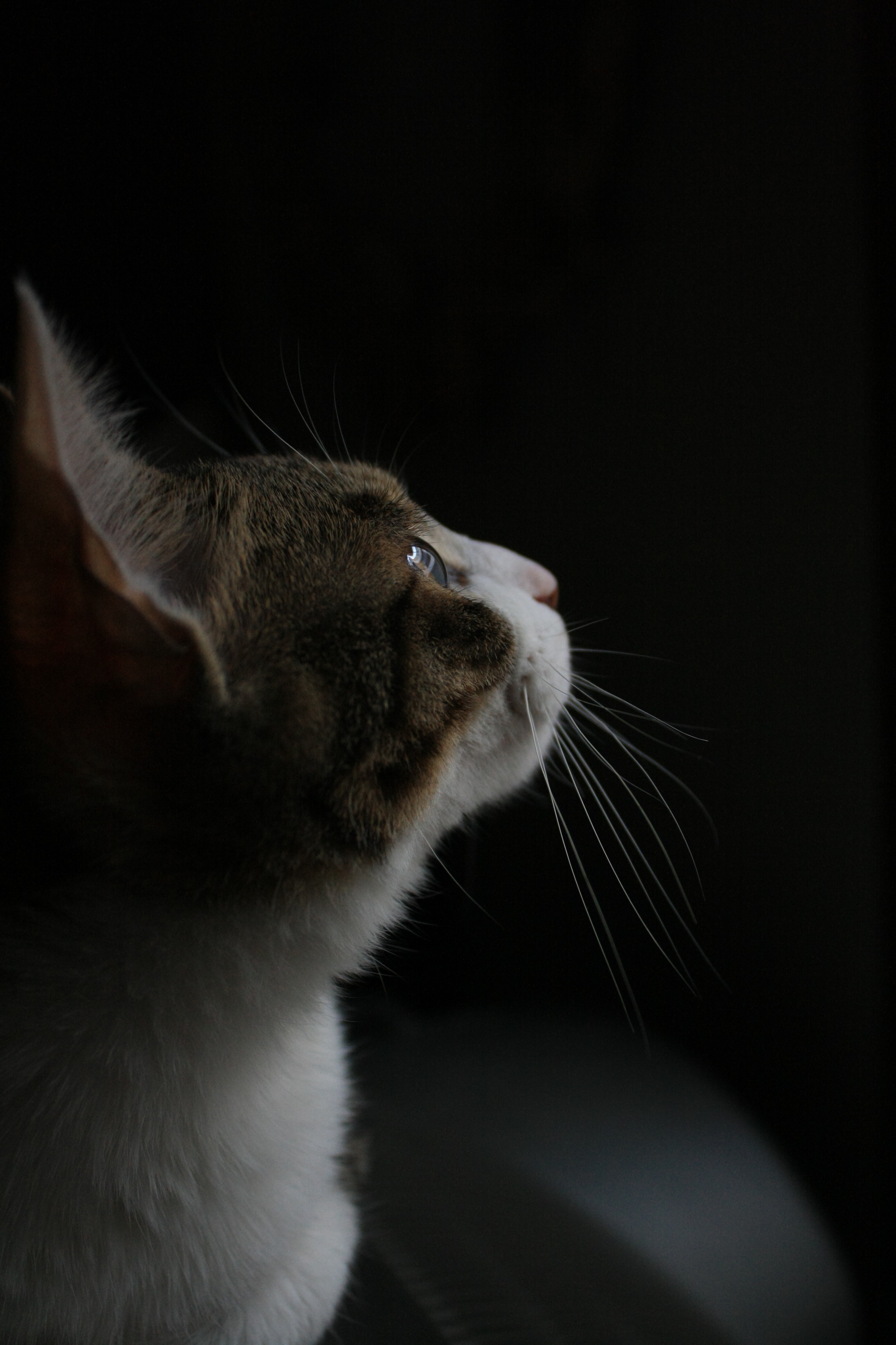 curious, cat, feline, in the dark, out of curiosity, looking away, profile view, studio shot, i think, animal body part, one animal, profile, domestic, Phone HD Wallpaper