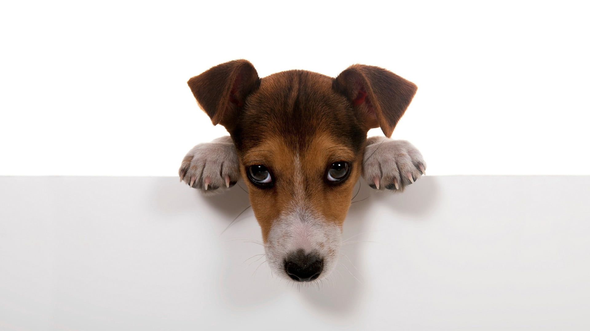 portrait, jack russell terrier, adorable, animals, 1080P, pet, one animal, sitting, purebred, no people, cut out, looking at camera, indoors, domestic, HD Wallpaper
