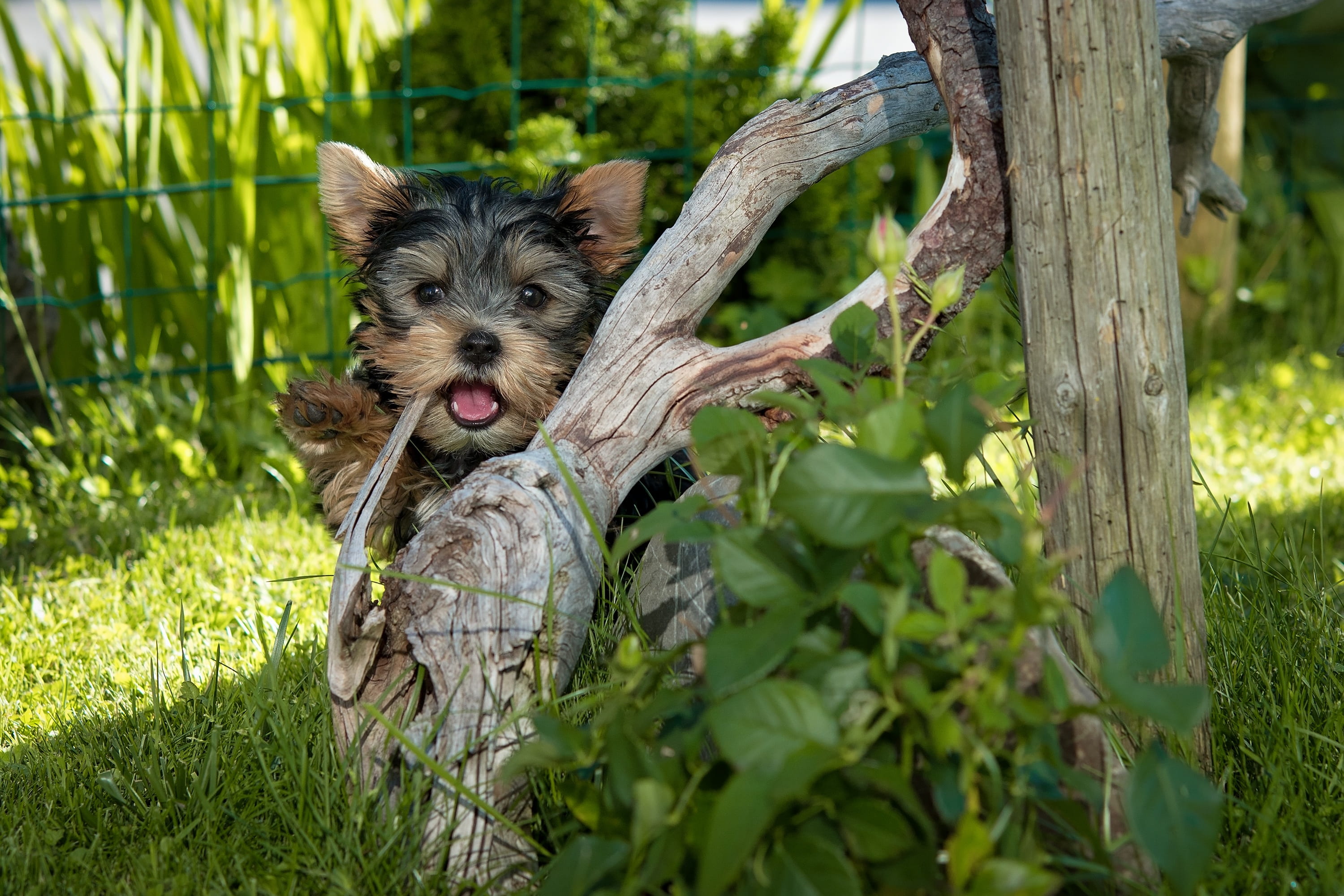 away, cute, domestic, out, curious, tree, grass, medium, 2K, yorkshire terrier, canine, mammal, portrait, pets, plant, animal, small, tree trunk, vertebrate, HD Wallpaper