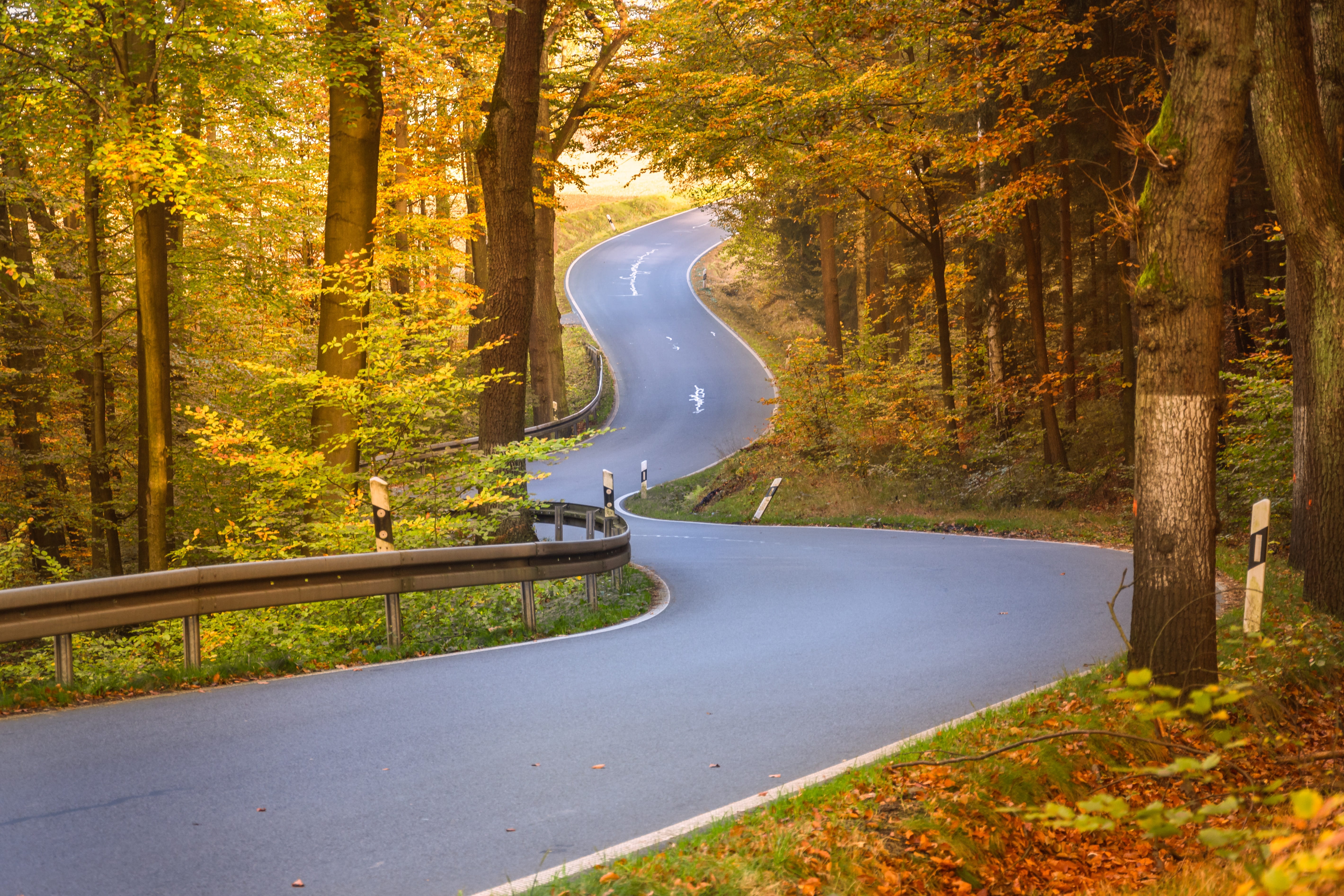 tree, woodland, the way forward, fall foliage, curves, growth, road, no people, curvy, daytime, tranquility, middle, 5K, gray, green, day, concrete, transportation, HD Wallpaper