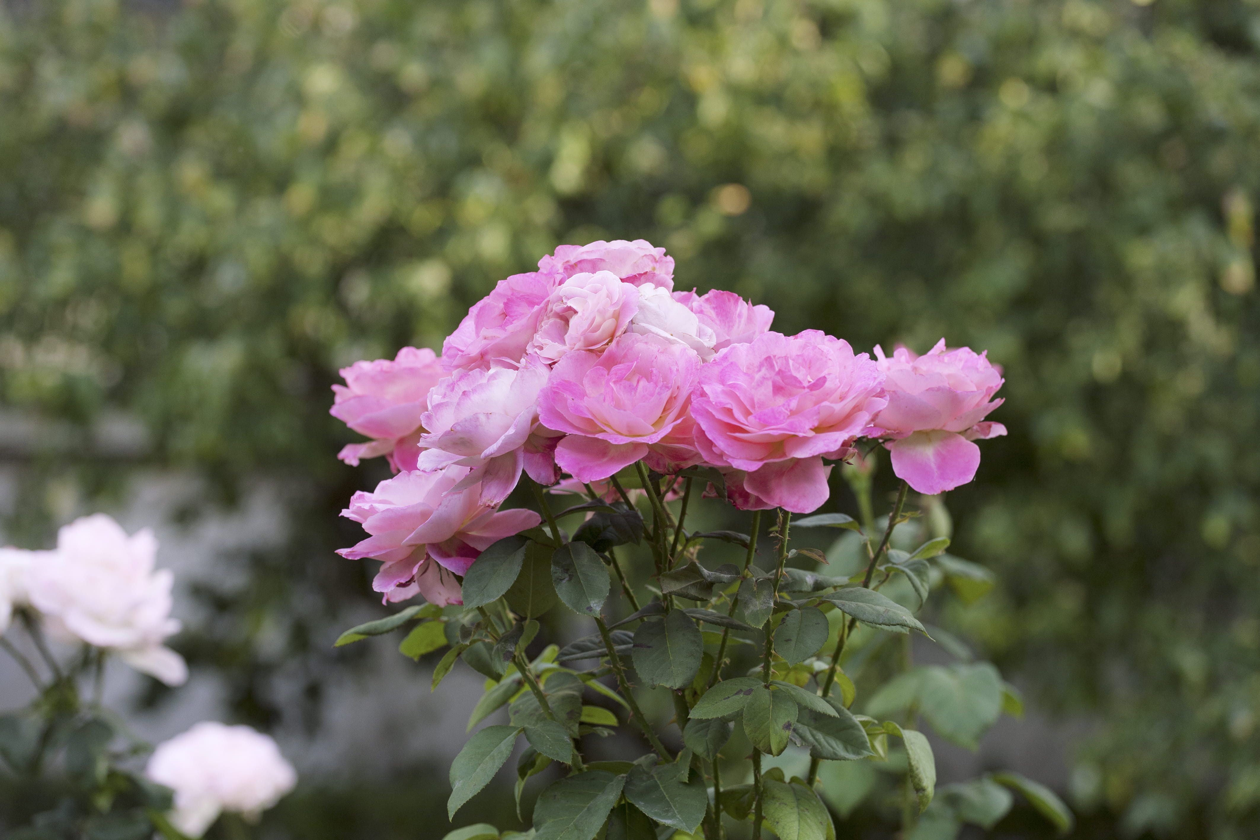 plant part, flower head, jardine des plantes, plant, botany, fragility, saint michel quartier latin, no people, pink color, springtime, freshness, petal, HD Wallpaper