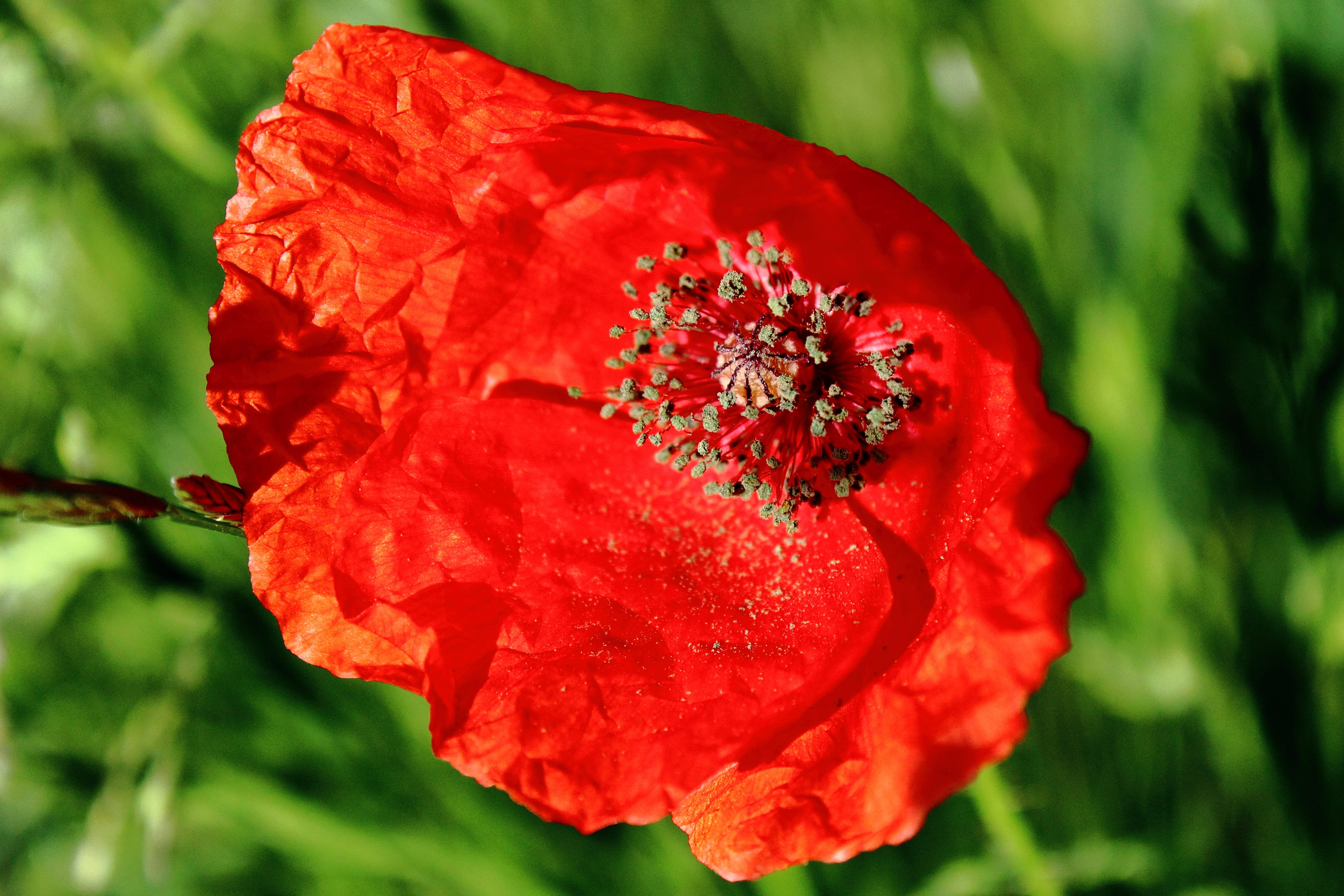 pollen, flower head, no People, fragility, focus on foreground, rose - Flower, Red Poppy, nature, bloom, red, macro, color, color Image, springtime, summer, HD Wallpaper