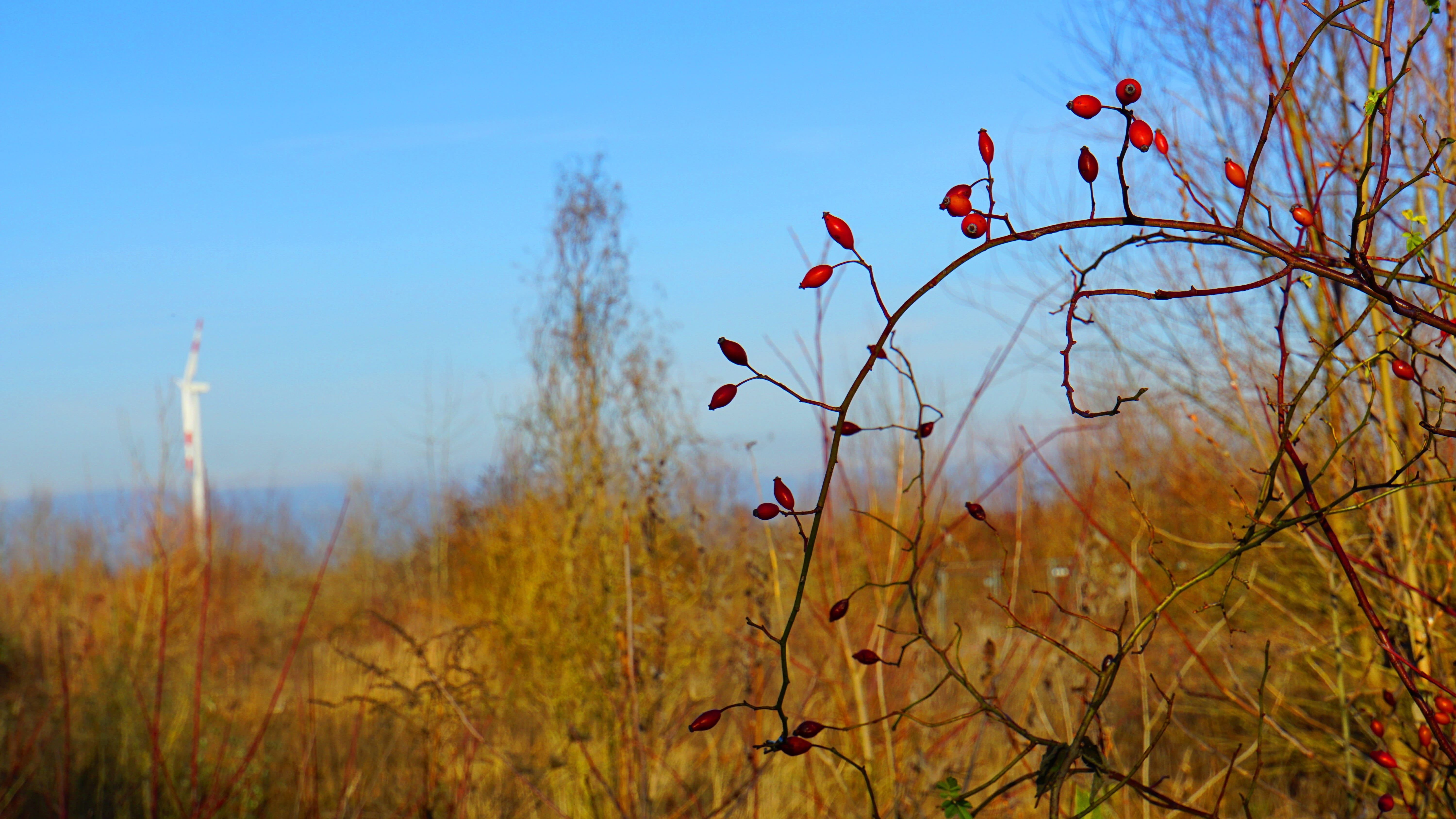 plant, freshness, growing wild, focus on foreground, flowering plant, growth, rose hip, tranquil scene, blue sky, tee, no people, fruit magic, day, outdoors, HD Wallpaper
