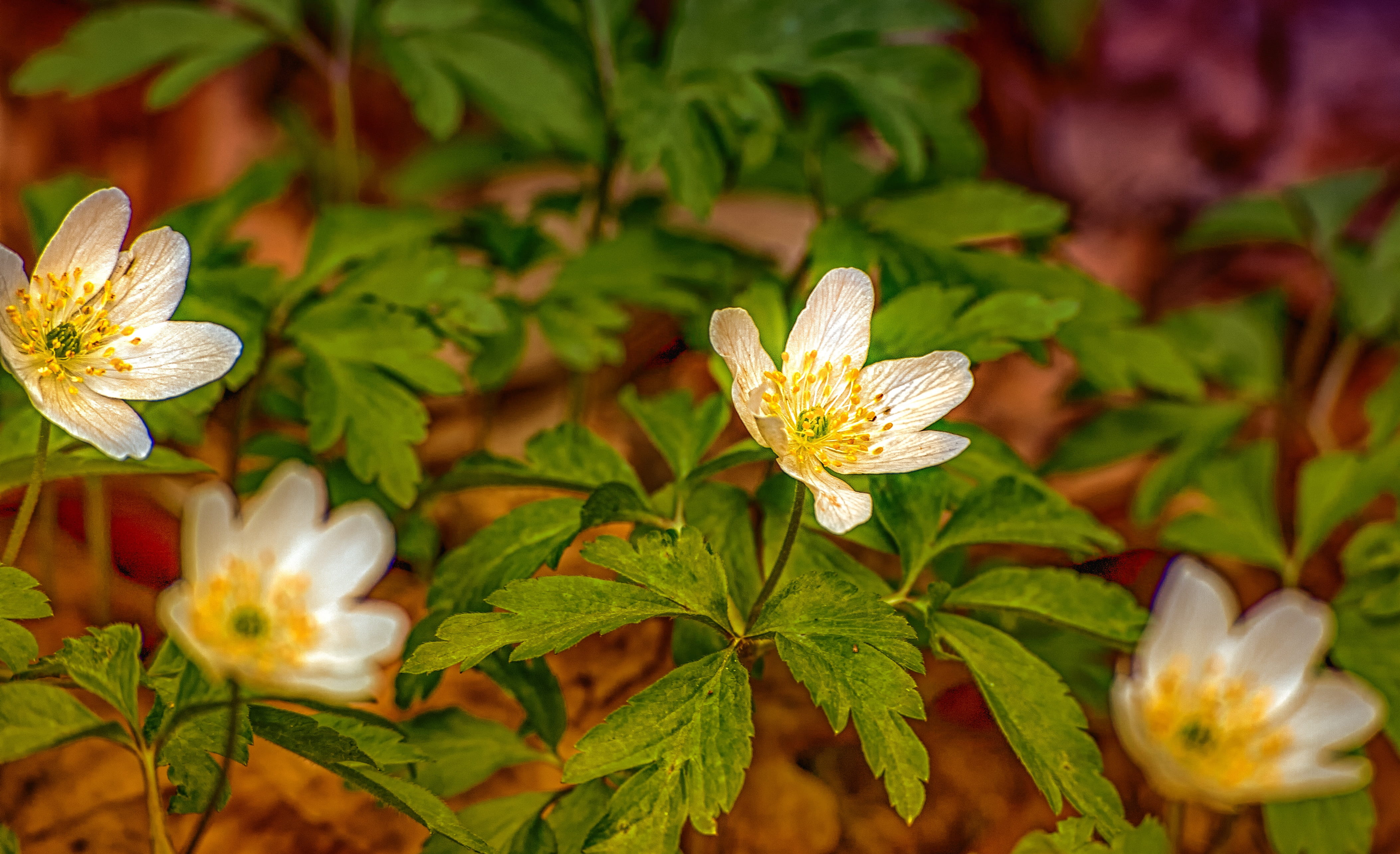 spring, travel destinations, bloom, flower, plant, medicine, white, close-up, beauty, freshness, tourism, no people, blossom, healthcare and medicine, green, HD Wallpaper