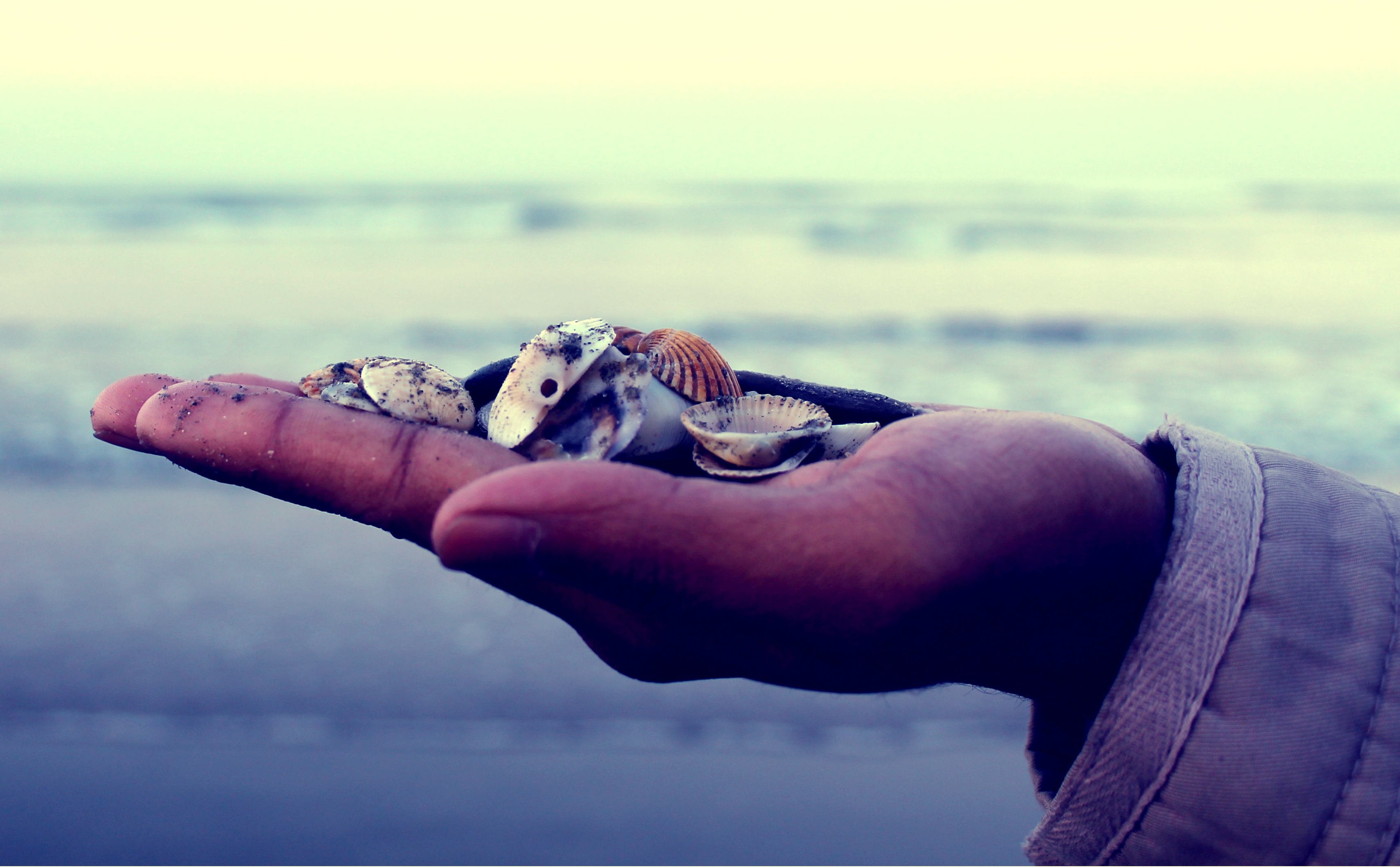 seashells, s, marine, human body part, focus on foreground, animal wildlife, stone in hand, iconic hands, person, outdoors, holding, one person, 2K, symbolic hands, HD Wallpaper