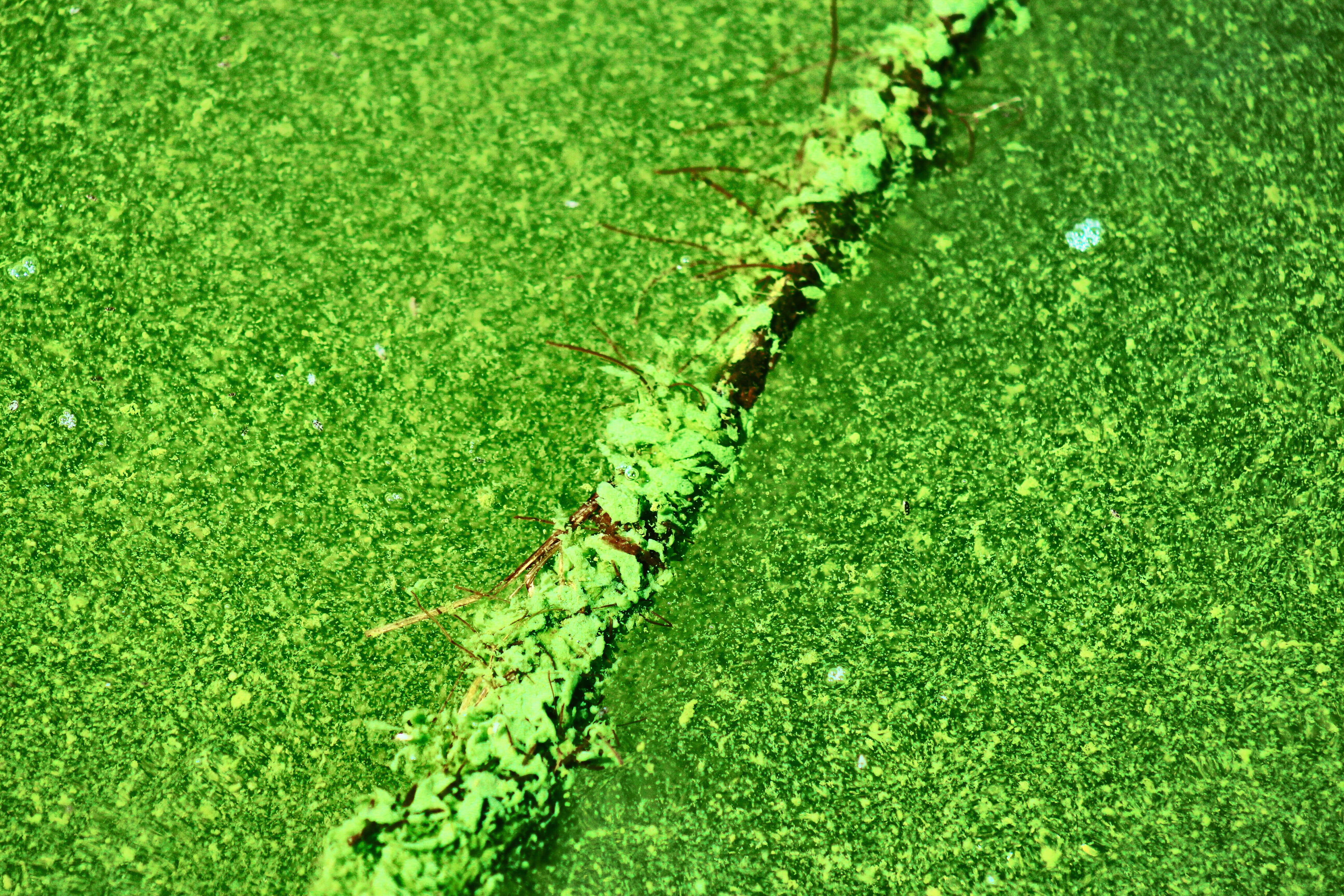 nature, grass, 5K, deep, no people, day, full frame, mold, beauty in nature, swamp, explore, growth, fungi, backgrounds, high angle view, unclear, pretoria, HD Wallpaper
