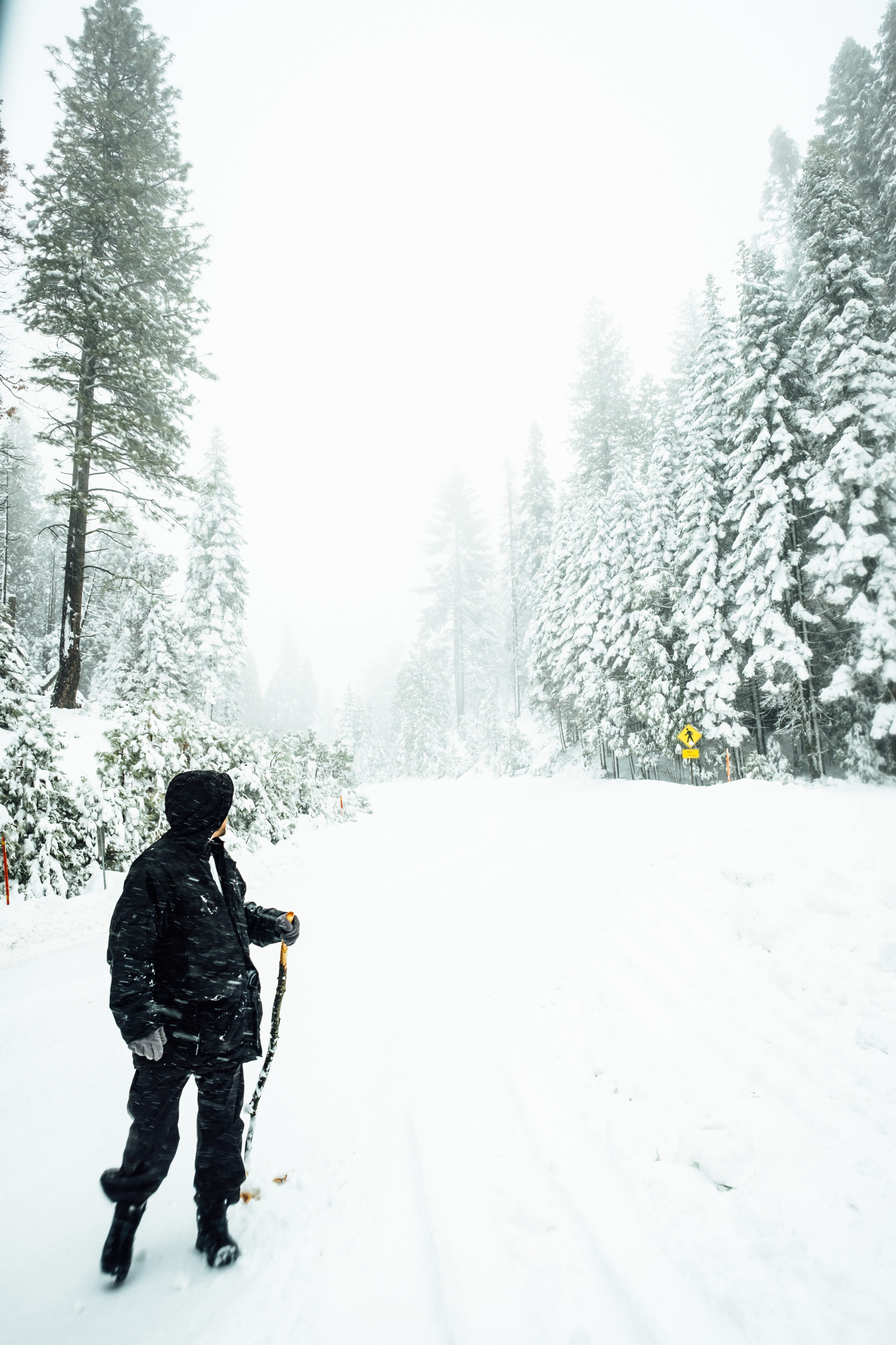 lifestyles, land, pole, ski, plant, travel, tree, leisure activity, hiking, coat, adventure, road, wearing, man, forest, winter, warm clothing, white color, Phone HD Wallpaper