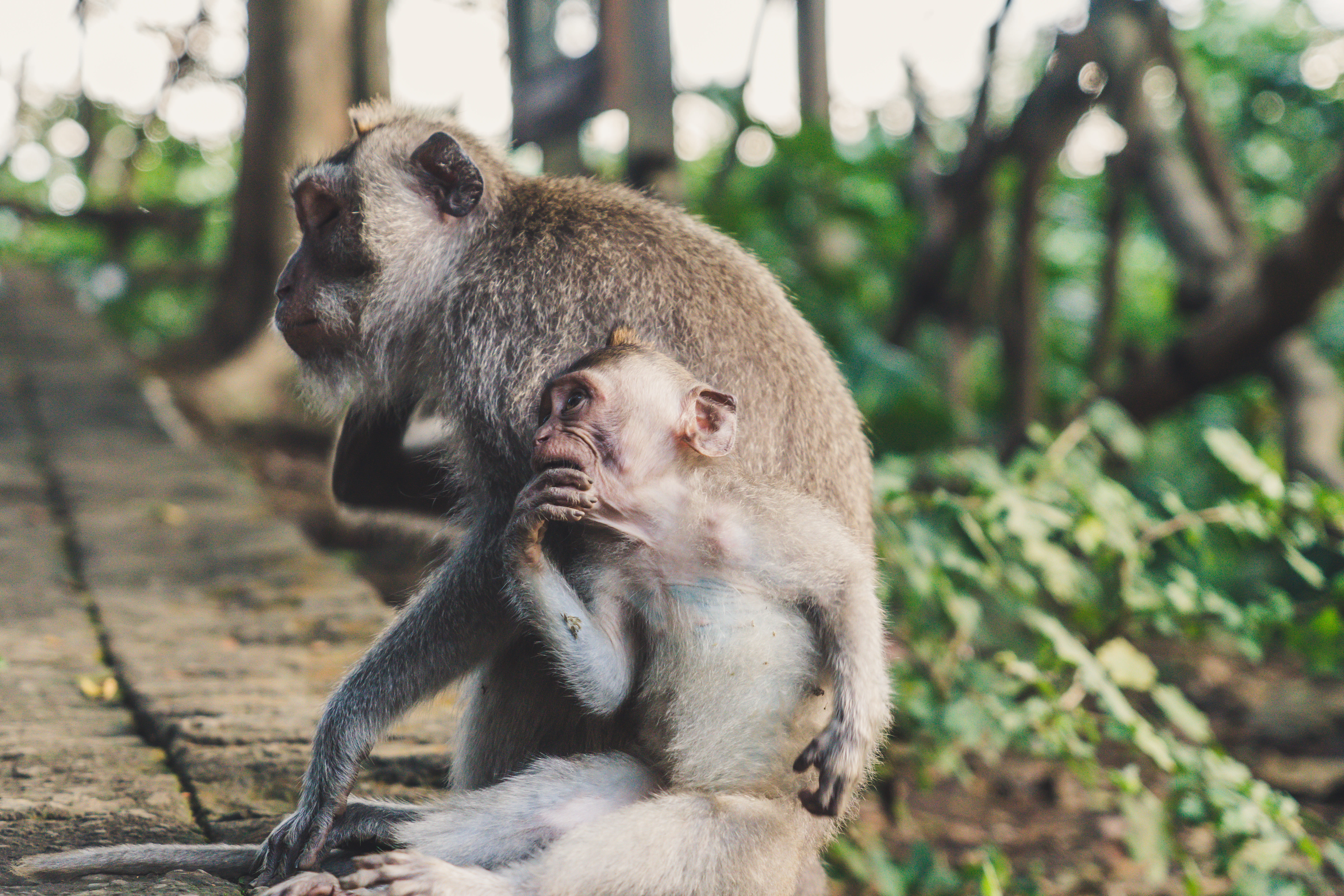monkey, woodland, people, focus on foreground, outdoors, care, looking, fur, wildlife, one animal, day, baby and mum, animal, sitting, animals in the wild, HD Wallpaper