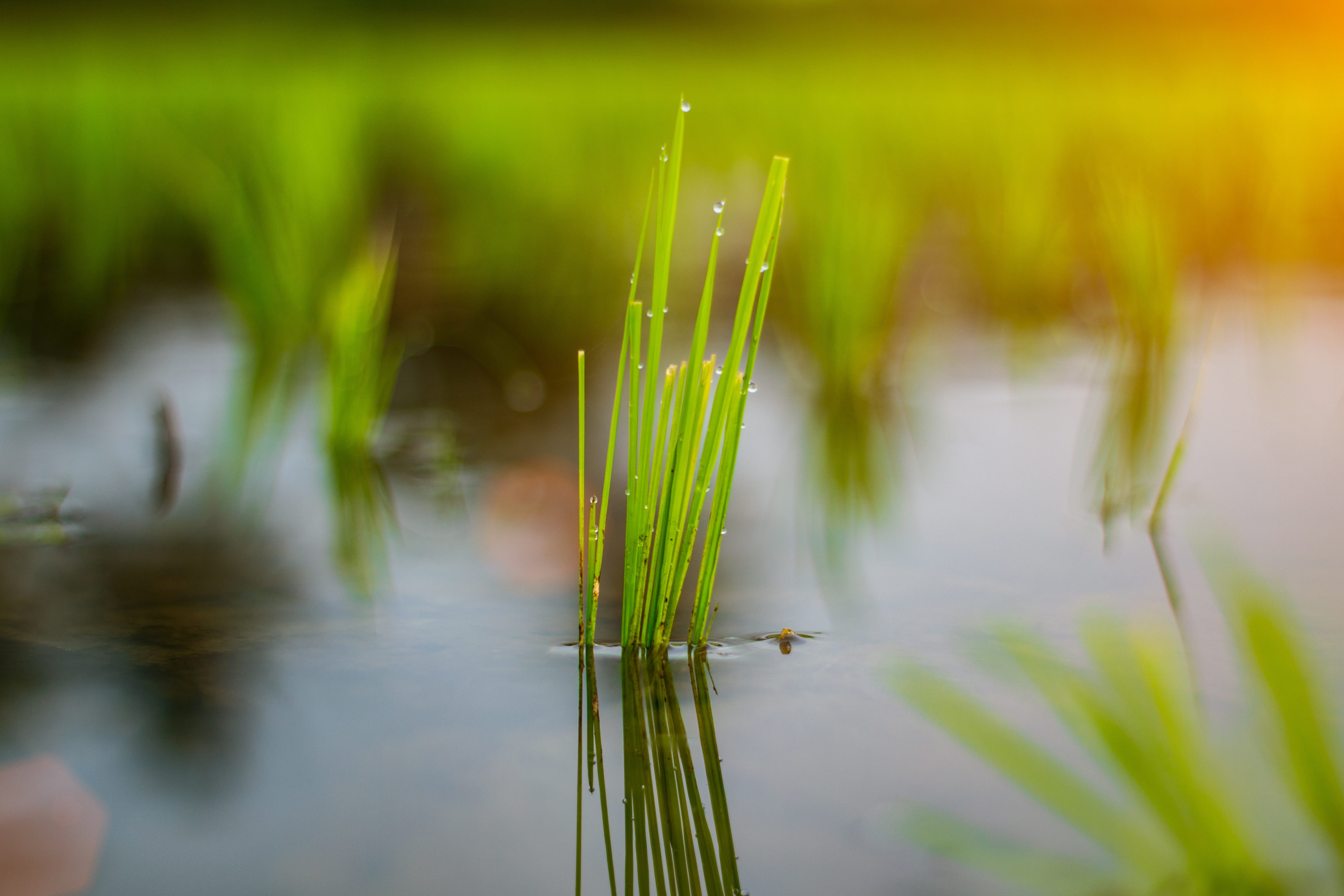 animal themes, limbangan, no people, flower, grass, water, green color, blade of grass, cianjur, morning, tranquility, indonesia, focus on foreground, limbangan sari, HD Wallpaper