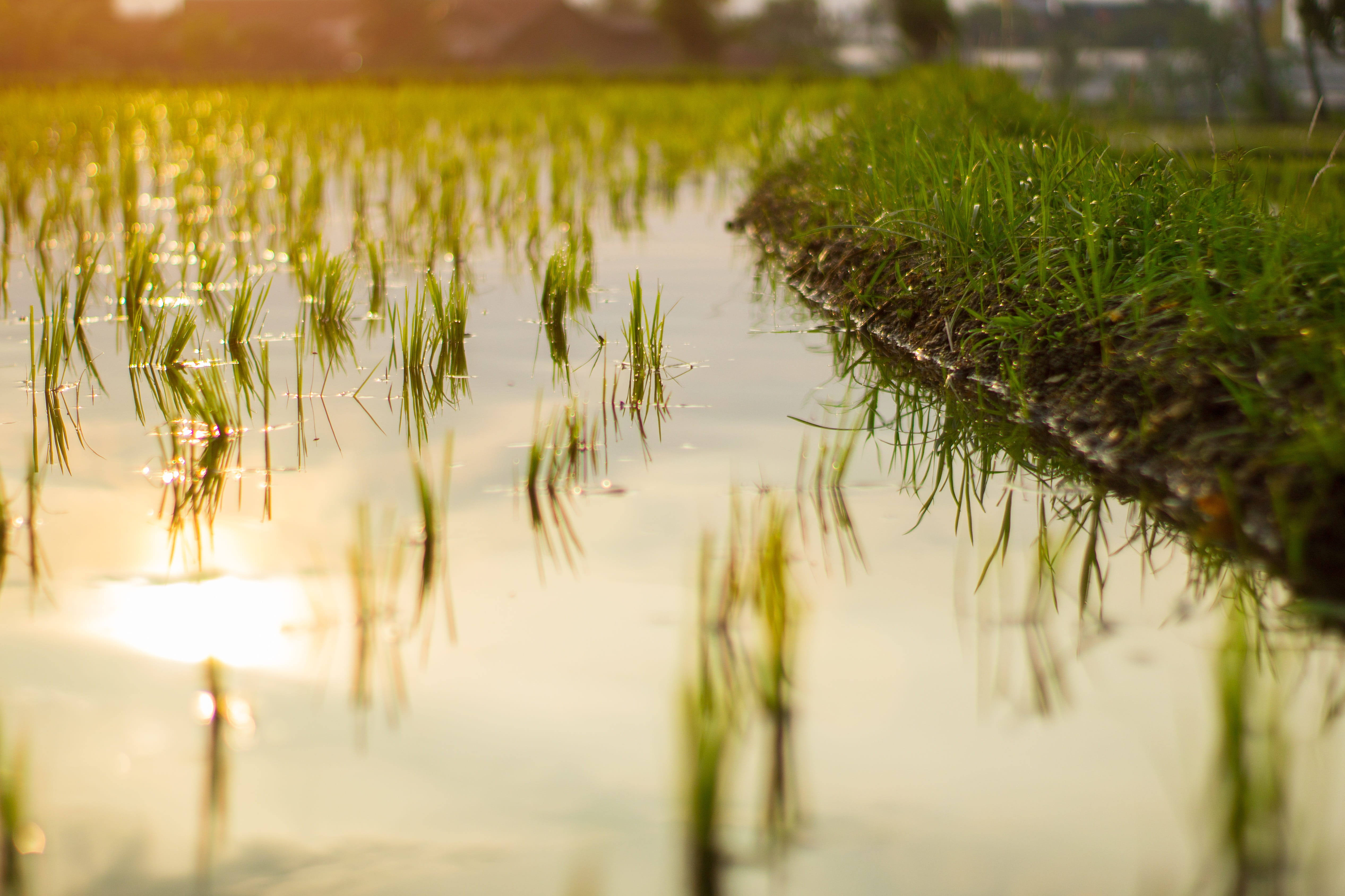 green color, landscape photography, no people, water, jawa barat, tranquil scene, 4K, growth, village, tranquility, cianjur, outdoors, landscape, day, HD Wallpaper