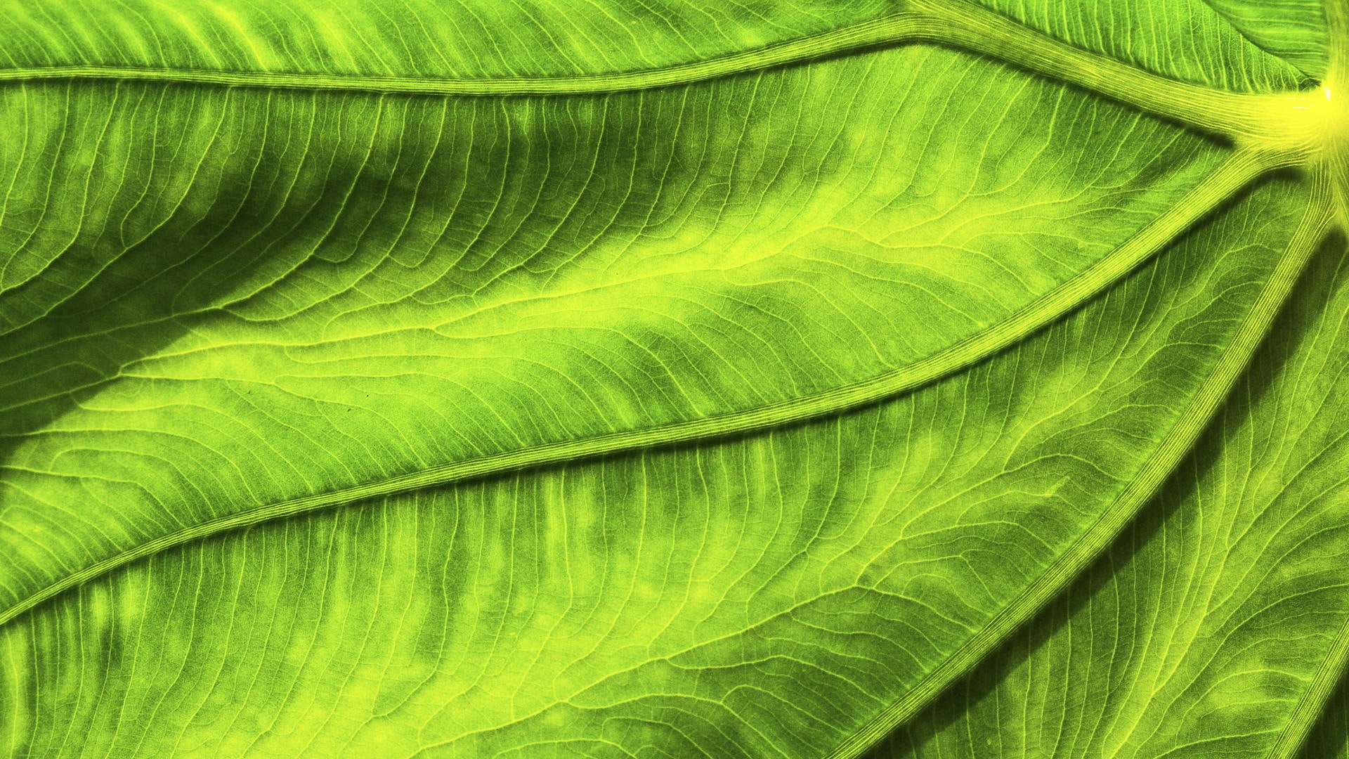 full frame, nature, 1080P, plants, no people, macro, growth, plant, backgrounds, green, windows, textured, fragility, palm leaf, w, vulnerability, natural pattern, HD Wallpaper