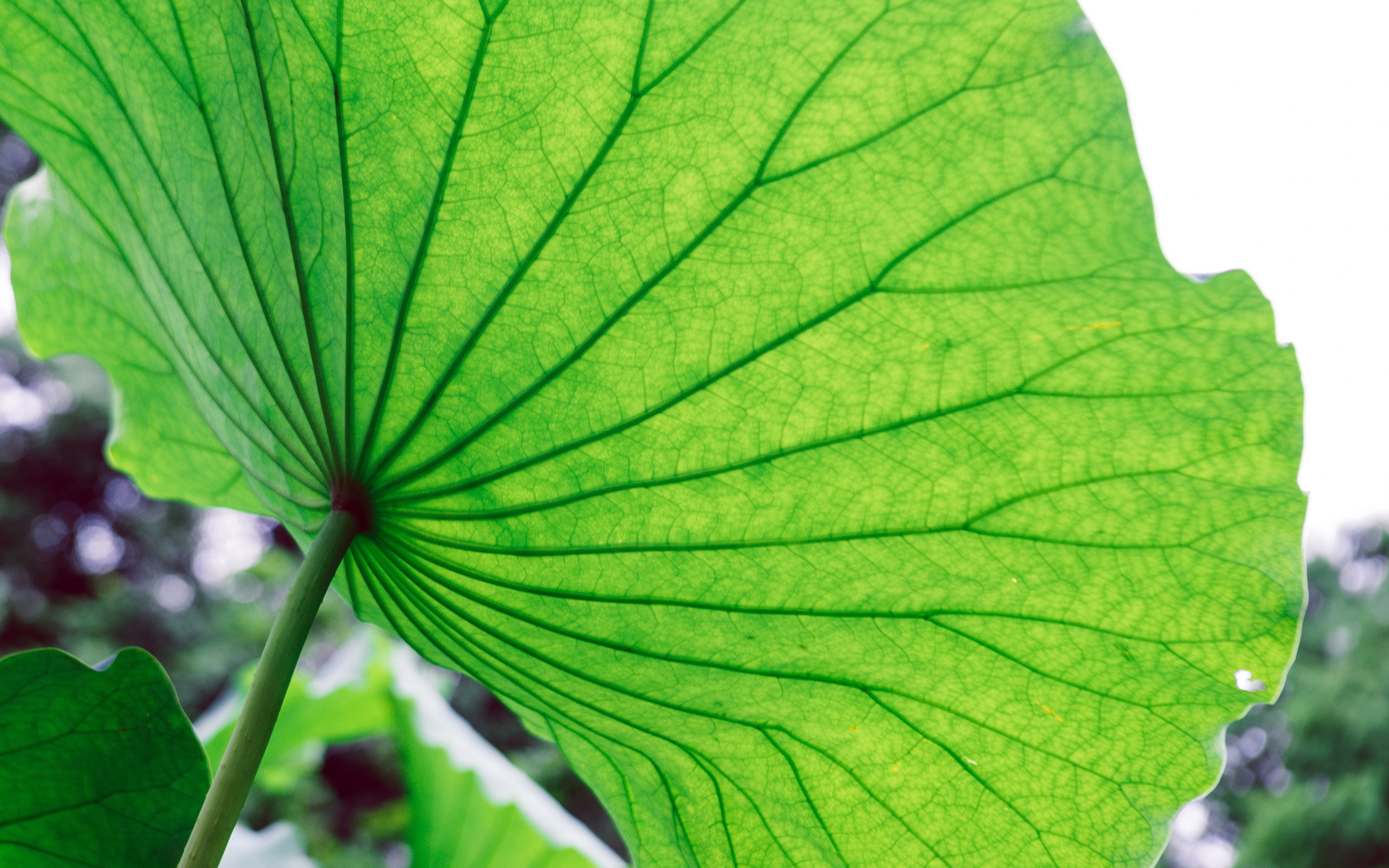 4K, lotus, outdoors, close, plant, vulnerability, selective focus, nature, backgrounds, leaf, freshness, fresh, full frame, leaves, day, multi colored, HD Wallpaper