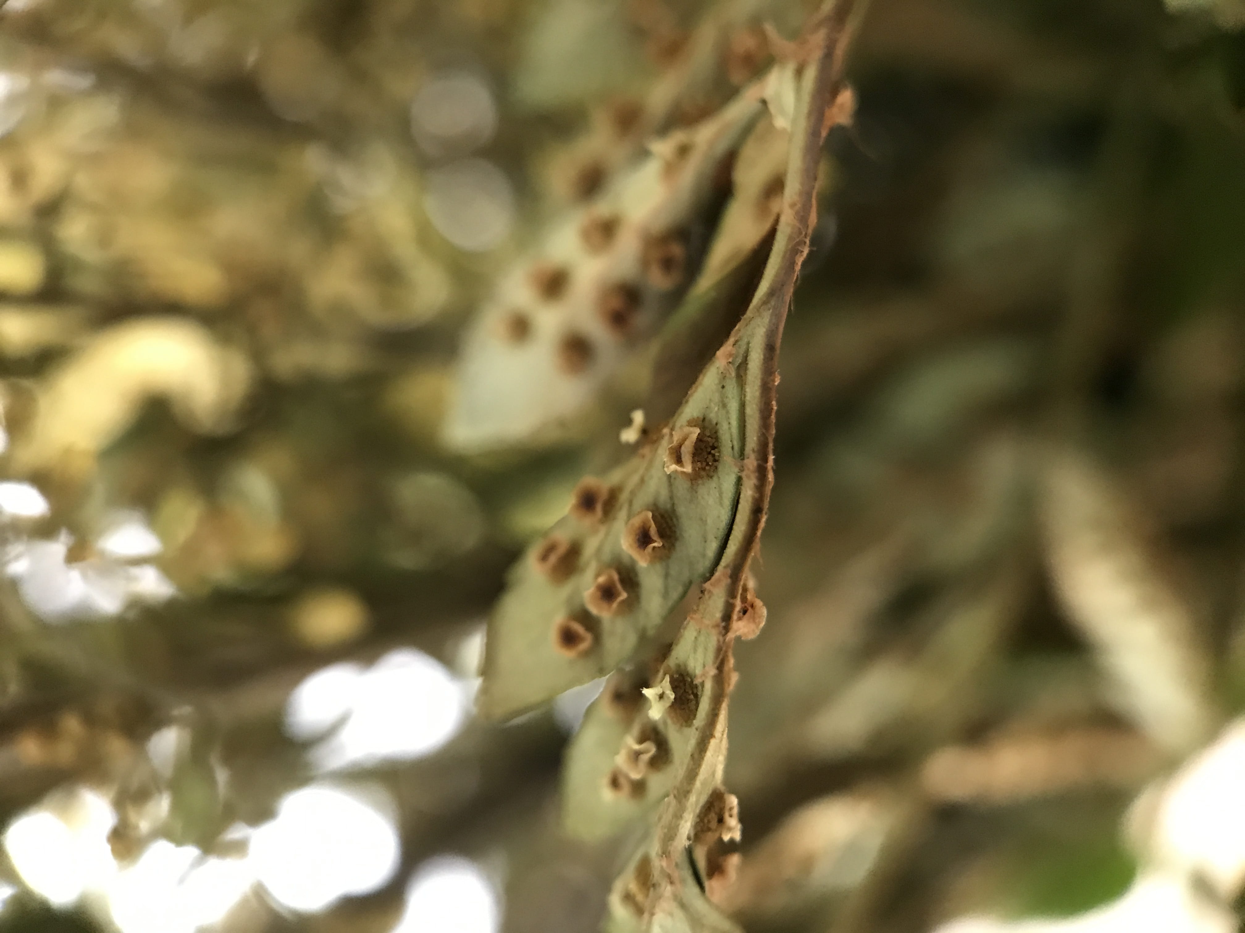 1600 meridian ave, tree, reptile, 4K, one animal, vertebrate, plant part, animal, leaf, focus on foreground, selective focus, united states, miami beach, HD Wallpaper