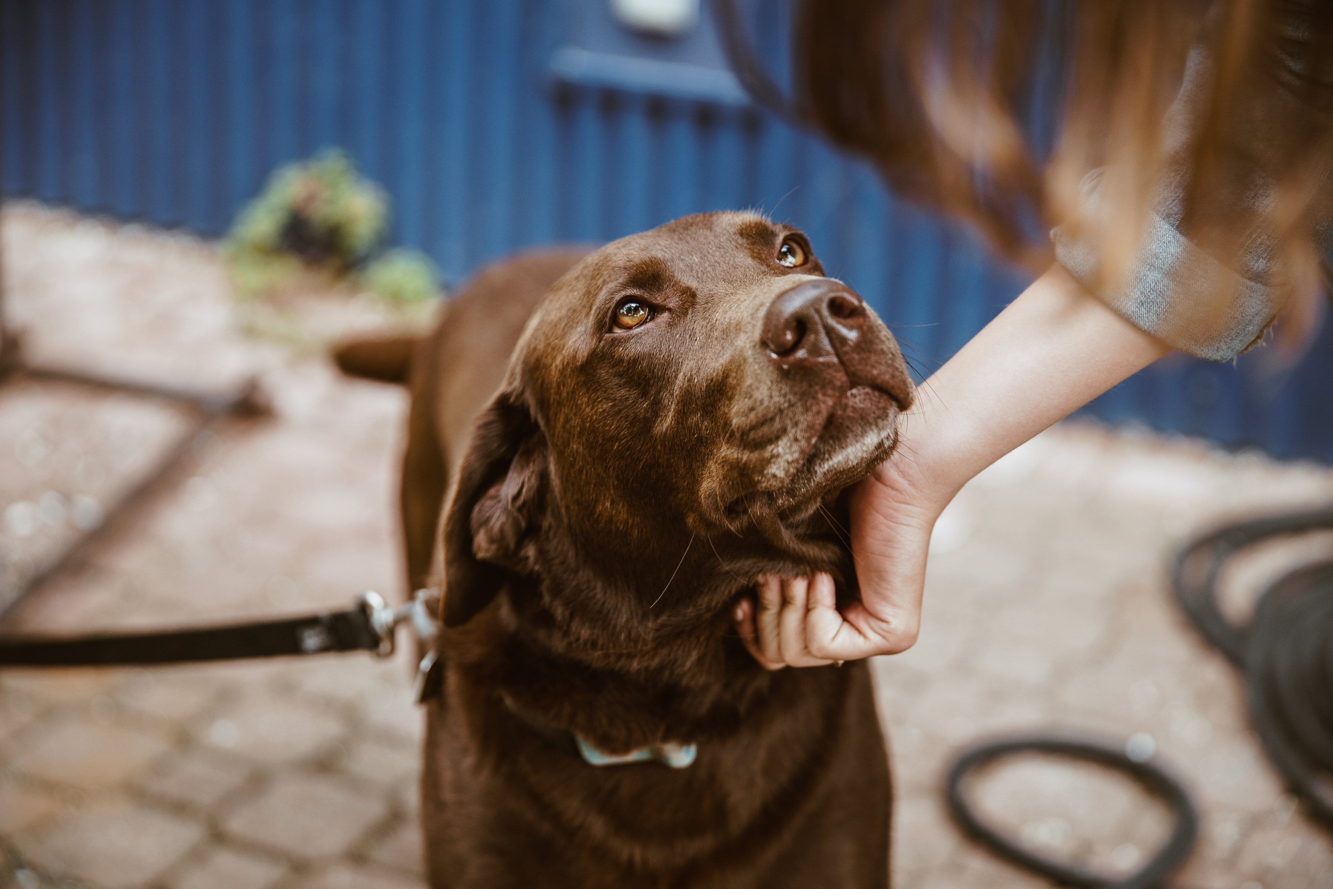 Animals, one person, day, focus on foreground, chocolate, looking up, purebred dog, lab, pet owner, Dogs, Pets, vertebrate, dog, human body part, 4K, one animal, HD Wallpaper