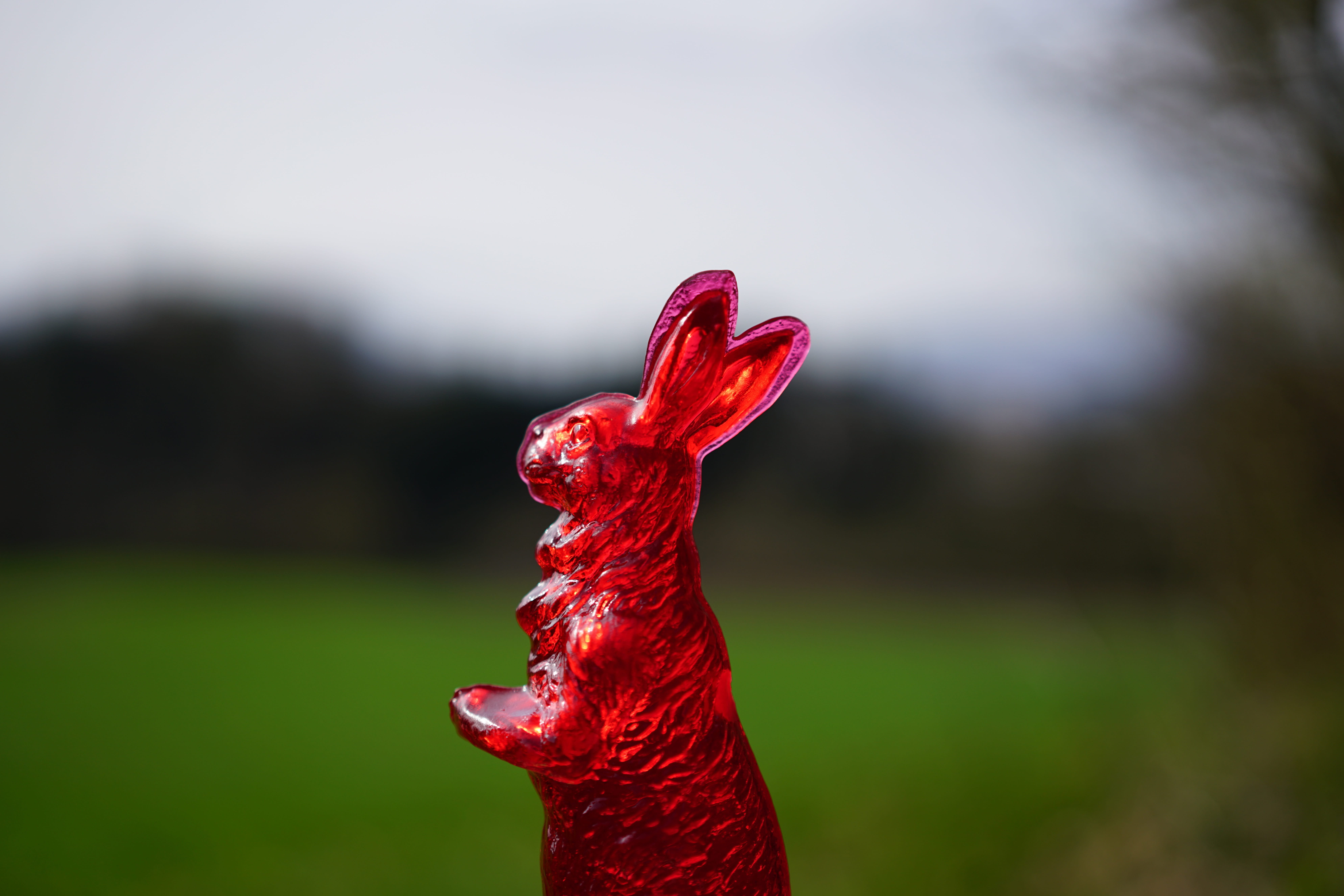 sweetness, outdoors, sugar pastries, bird, sweet as sugar, body part, nature, long eared, sweet goods, animal themes, day, animal neck, easter, one animal, HD Wallpaper