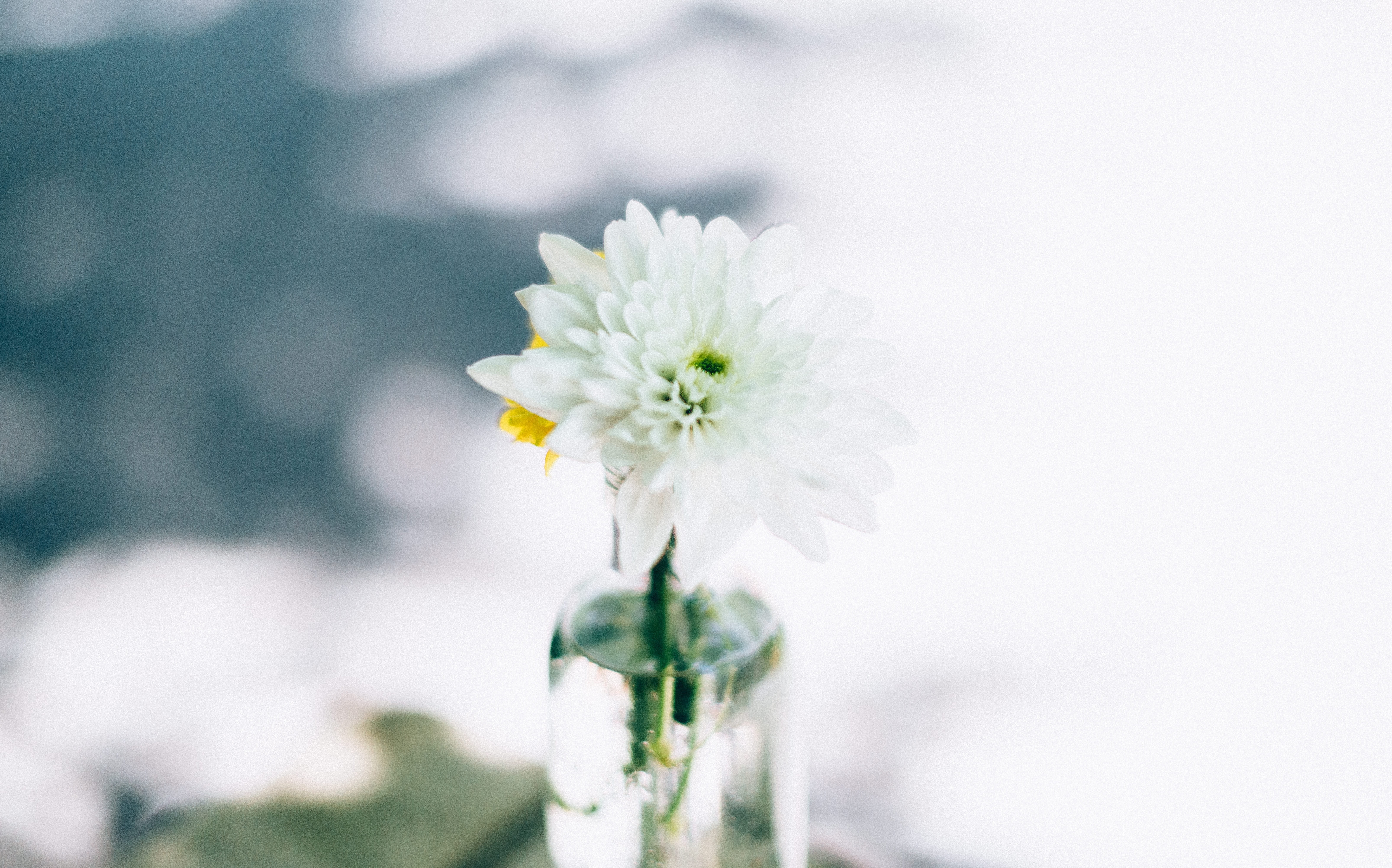 bouquet, focus on foreground, 5K, growth, nature, vase, petal, bloom, day, petaled, flower head, no people, wedding, flower arrangement, close, vulnerability, HD Wallpaper