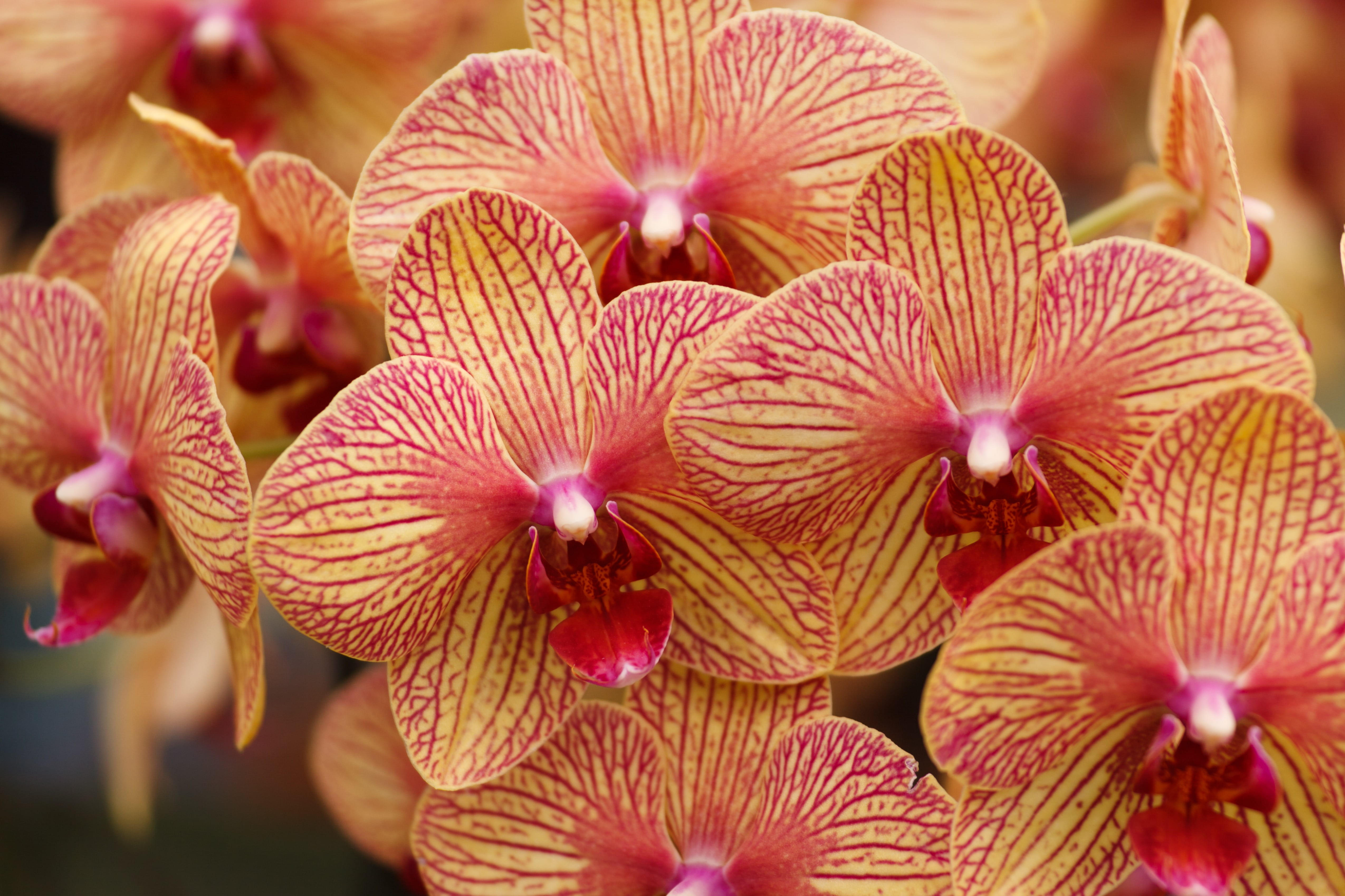 Beautiful, day, elegant, 4K, fresh, nature, orchids, flower, macro, detail, pollen, growth, flowers, outdoors, close, Botany, decorative, red, flora, vibrant, HD Wallpaper