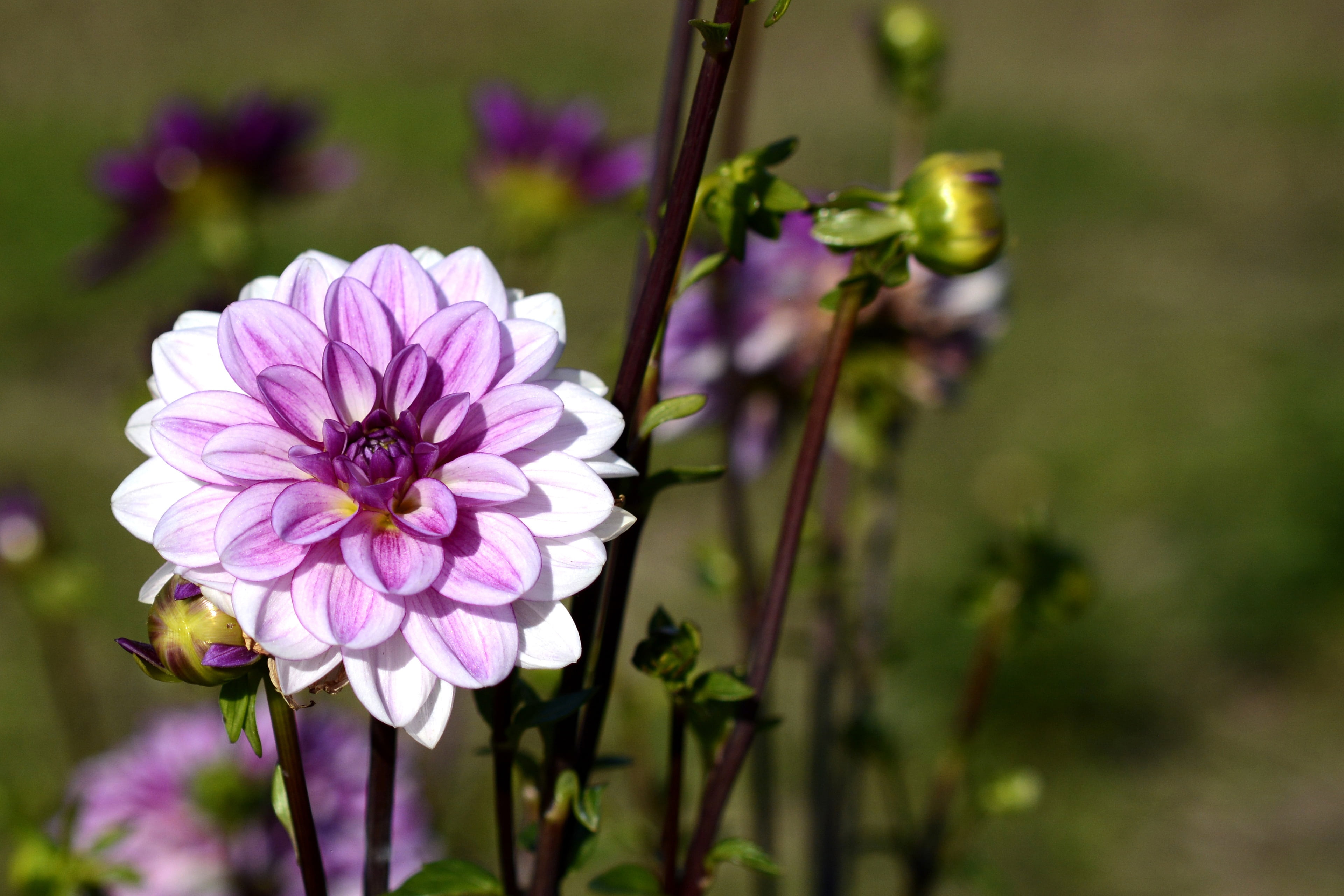 white, photography, focus on foreground, green, plant, garden plant, purple, asteraceae, pink, garden, flower, inflorescence, autumn flower, close-up, 4K, HD Wallpaper