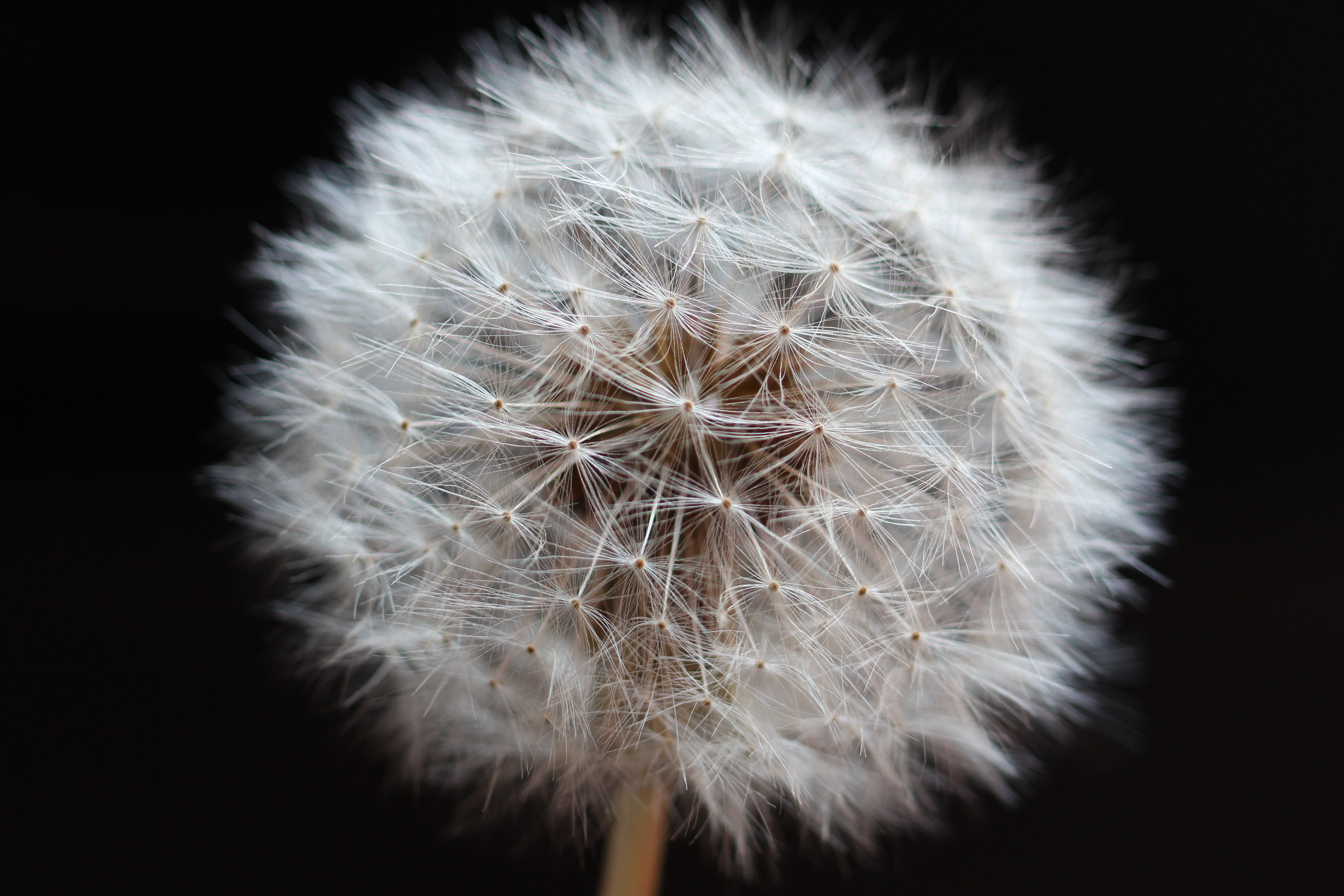 indoors, black background, dandelion, inflorescence, fragility, close-up, nature, seed, no people, dandelion seed, stem, close, freshness, photography, HD Wallpaper