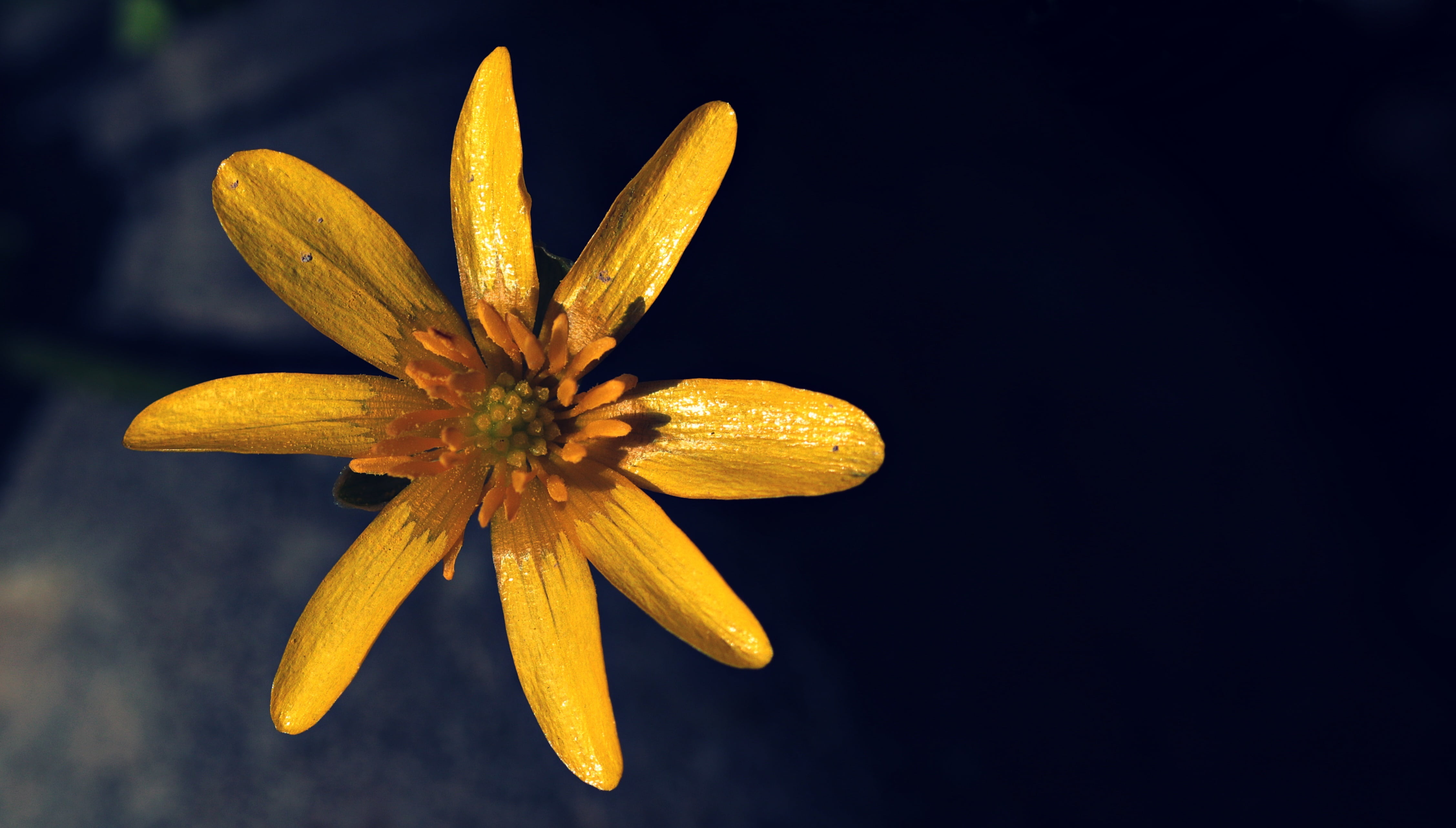 close, plant, celandine, spring, fragility, photography, public record, ficaria verna, inflorescence, natural condition, flower head, yellow, flowering plant, HD Wallpaper