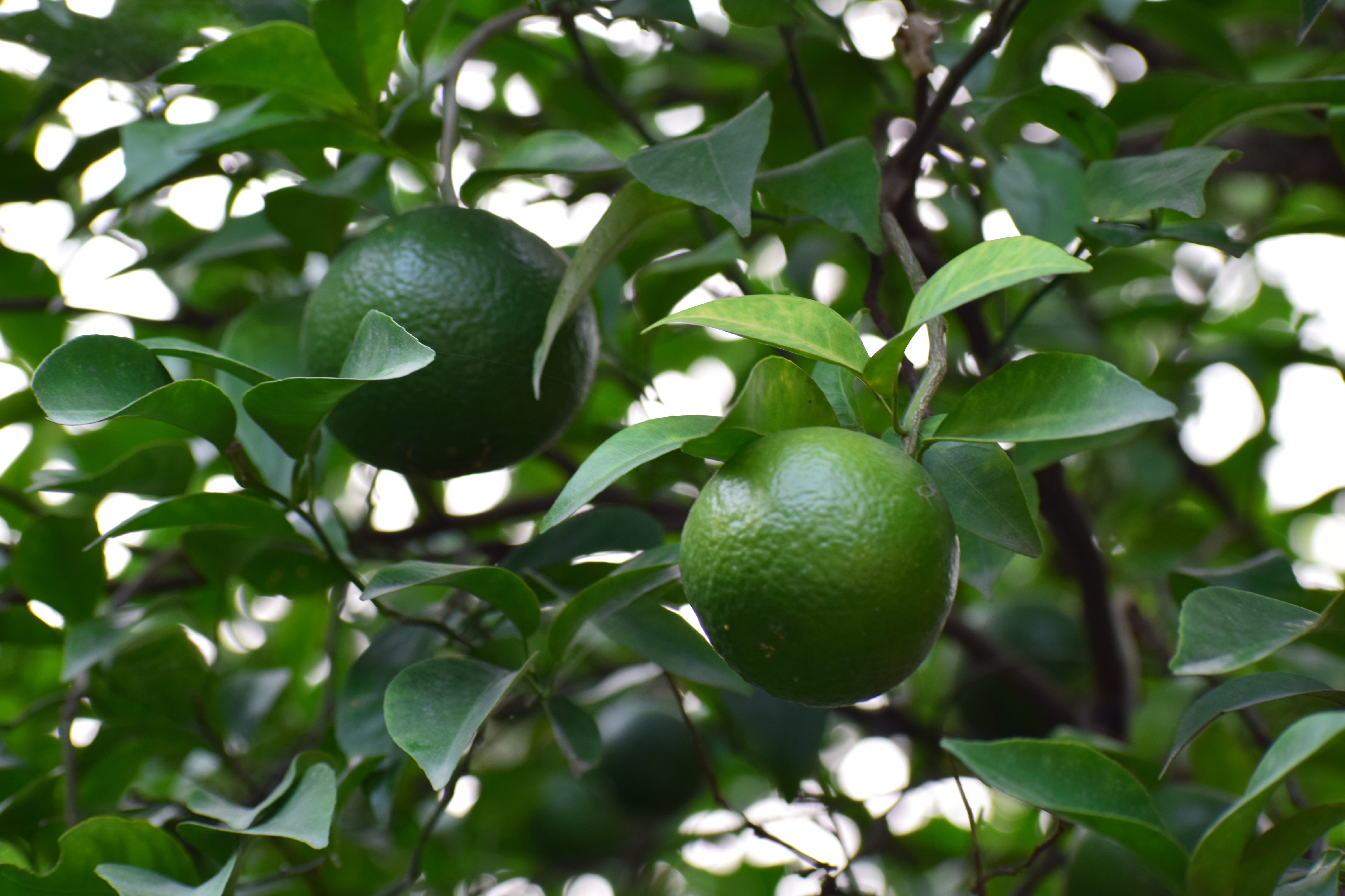 healthy, focus on foreground, healthy eating, natural, fresh, outdoors, close-up, fruit tree, tree, season, leaves, 5K, agriculture, day, leaf, orchard, HD Wallpaper