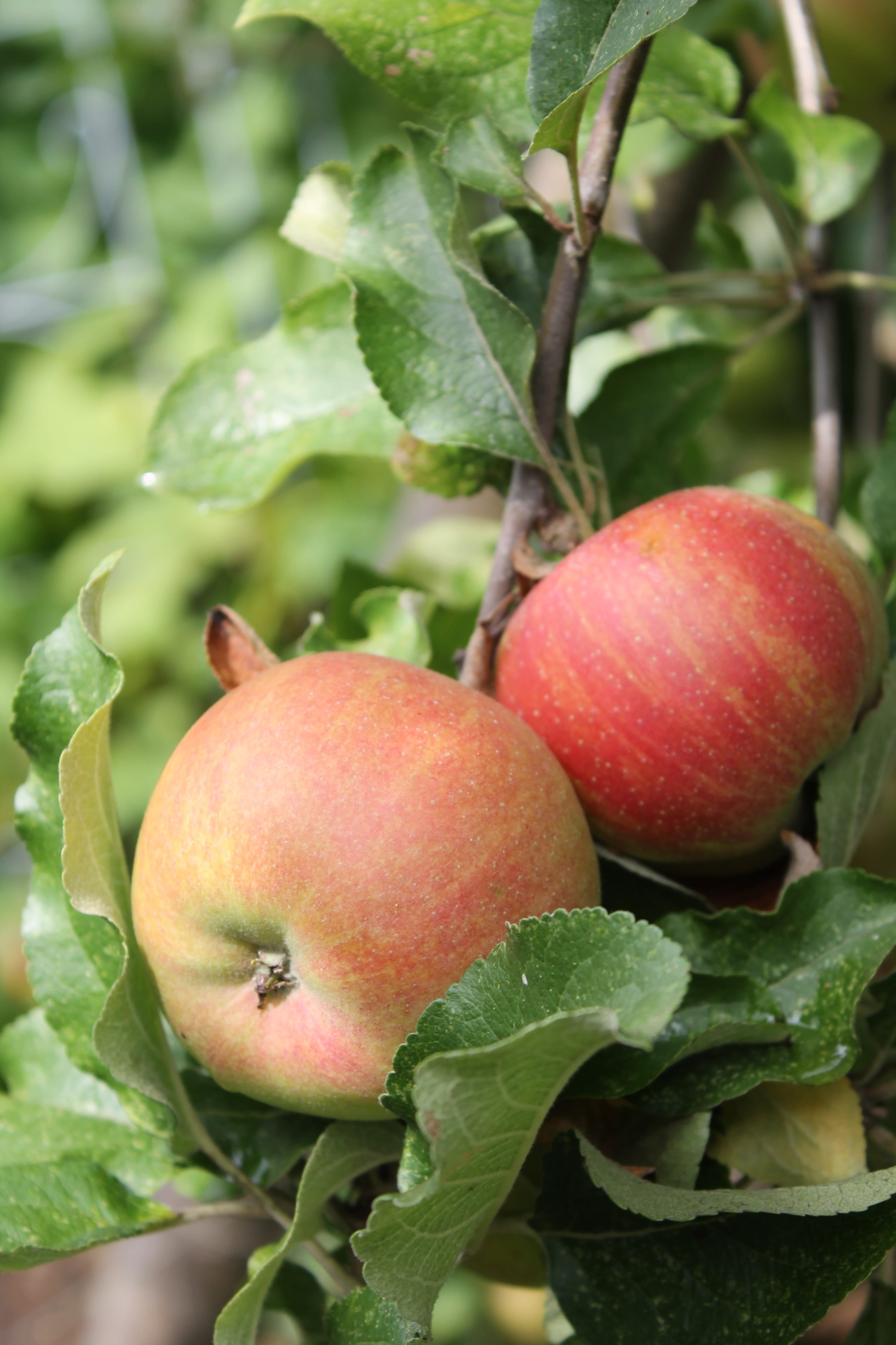 green Color, autumn, crop, orchard, no people, healthy Eating, wellbeing, garden, fruit, organic, close-up, farm, freshness, agriculture, Apple Tree, nature, Phone HD Wallpaper