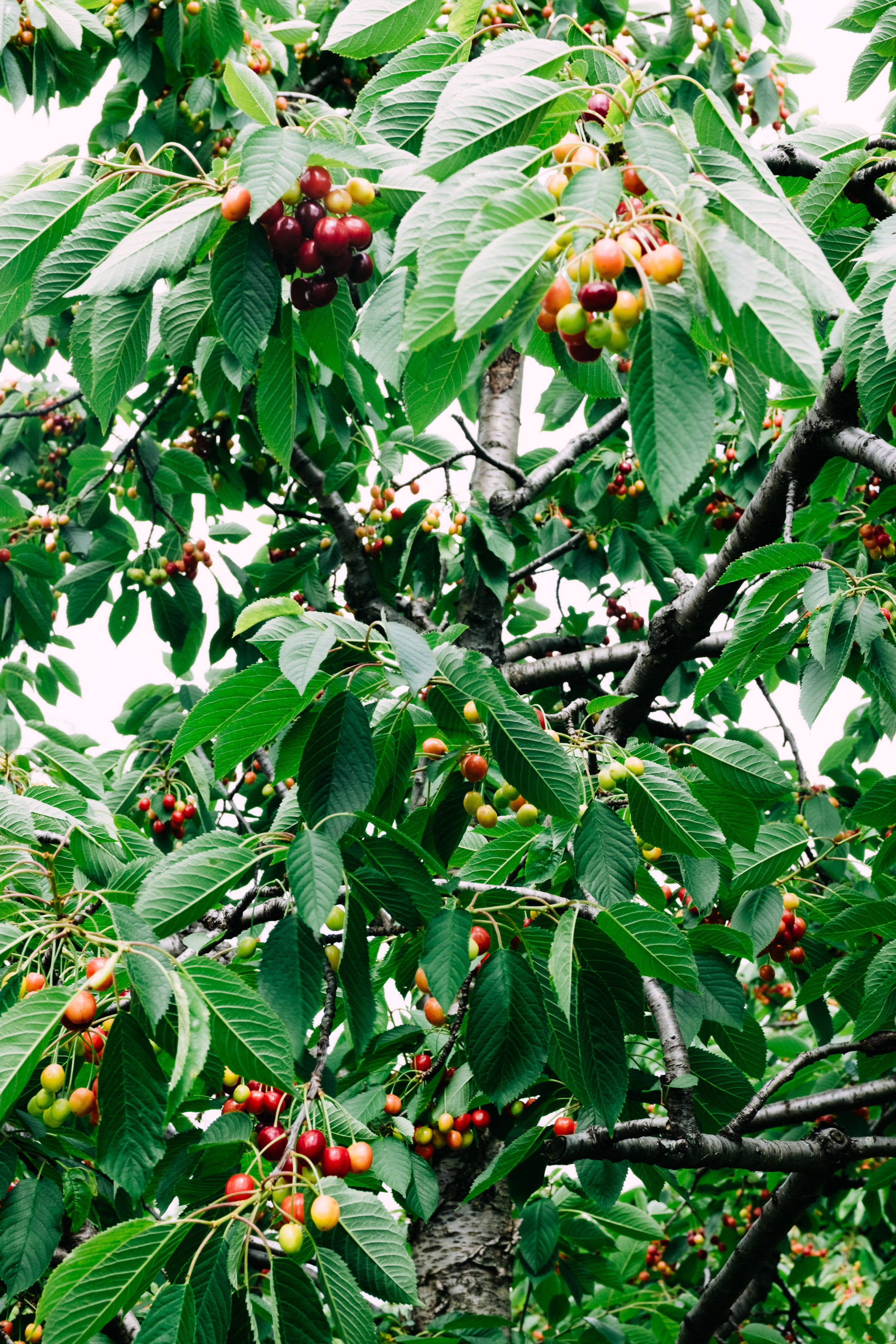 low angle view, agriculture, spring, summer, rowanberry, color, healthy eating, branch, orchard, leaf, bunch, garden, freshness, cherries, outdoors, outdoor, Phone HD Wallpaper