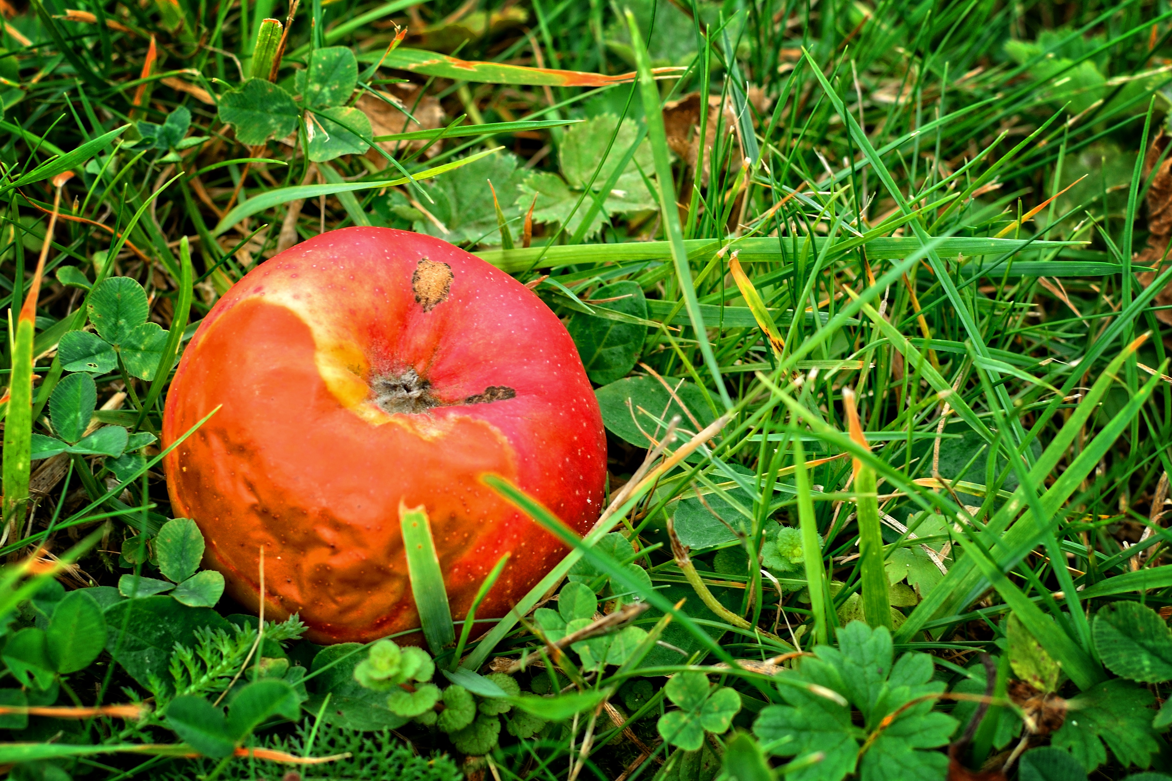 fäule rot, autumn, meadow, healthy eating, reverse gear, wellbeing, autumn decoration, lazy, plant, field, freshness, growth, nature, 2K, brown, harvest, HD Wallpaper
