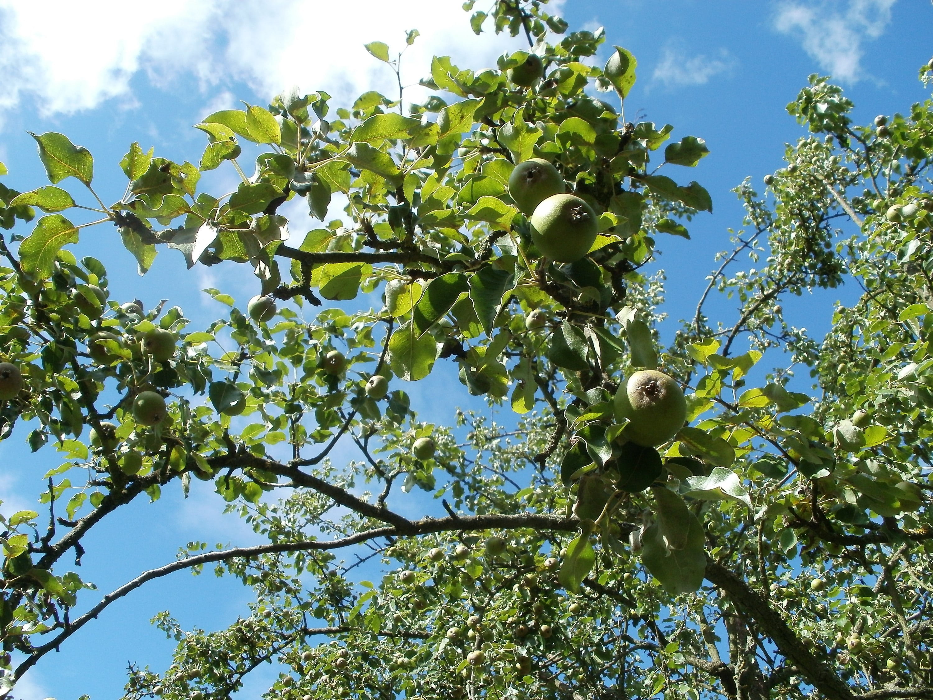 garden, pyrus, healthy, botany, environment, nature, fruit, green, apple tree, leaf, sky, beauty in nature, natural, food, green color, crop, cloud - sky, HD Wallpaper