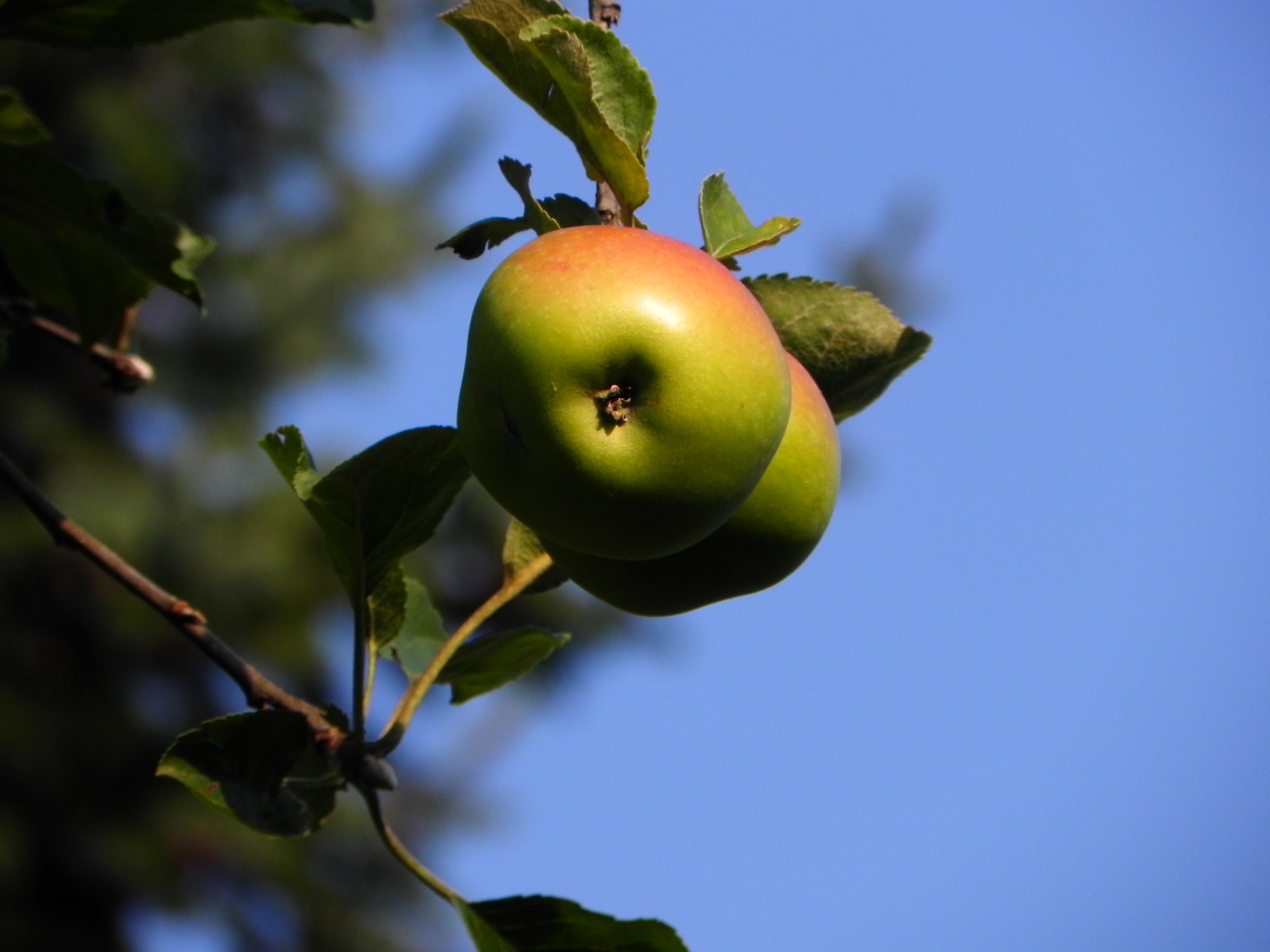 growth, autumn colours, green color, freshness, day, leaf, fruit, harvest, food, low angle view, sky, sweet, tree, plant, plant part, 2K, close-up, vitamins, HD Wallpaper