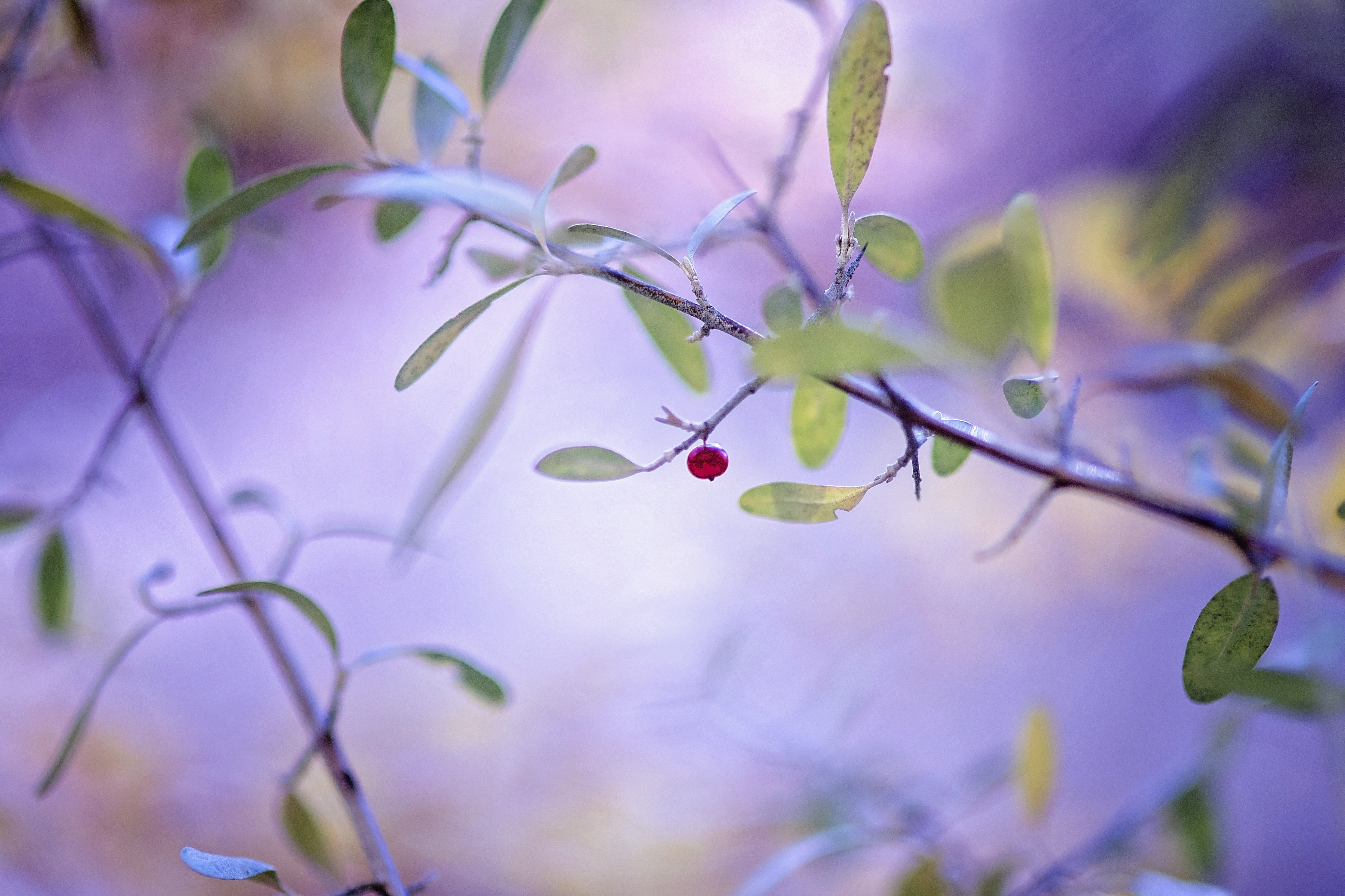 fresh, plant, orchard, farm, branch, gardening, berry, juicy, close-up, flowering plant, agriculture, beauty in nature, close, season, selective focus, HD Wallpaper