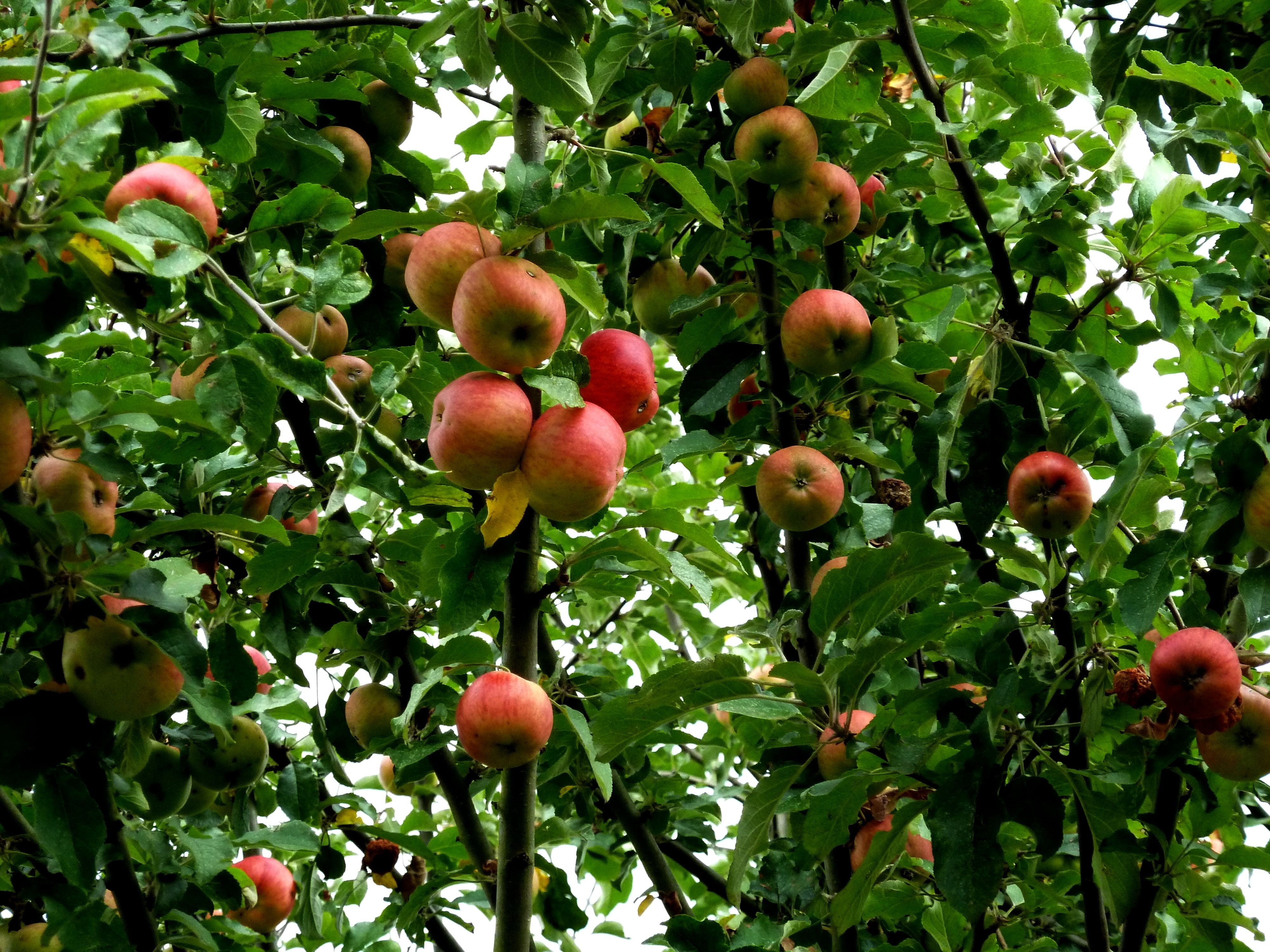 summer, food and drink, autumn, leaf, freshness, branch, apple - Fruit, harvest, healthy eating, nature, kernobstgewaechs, tree, outdoors, no people, wellbeing, HD Wallpaper