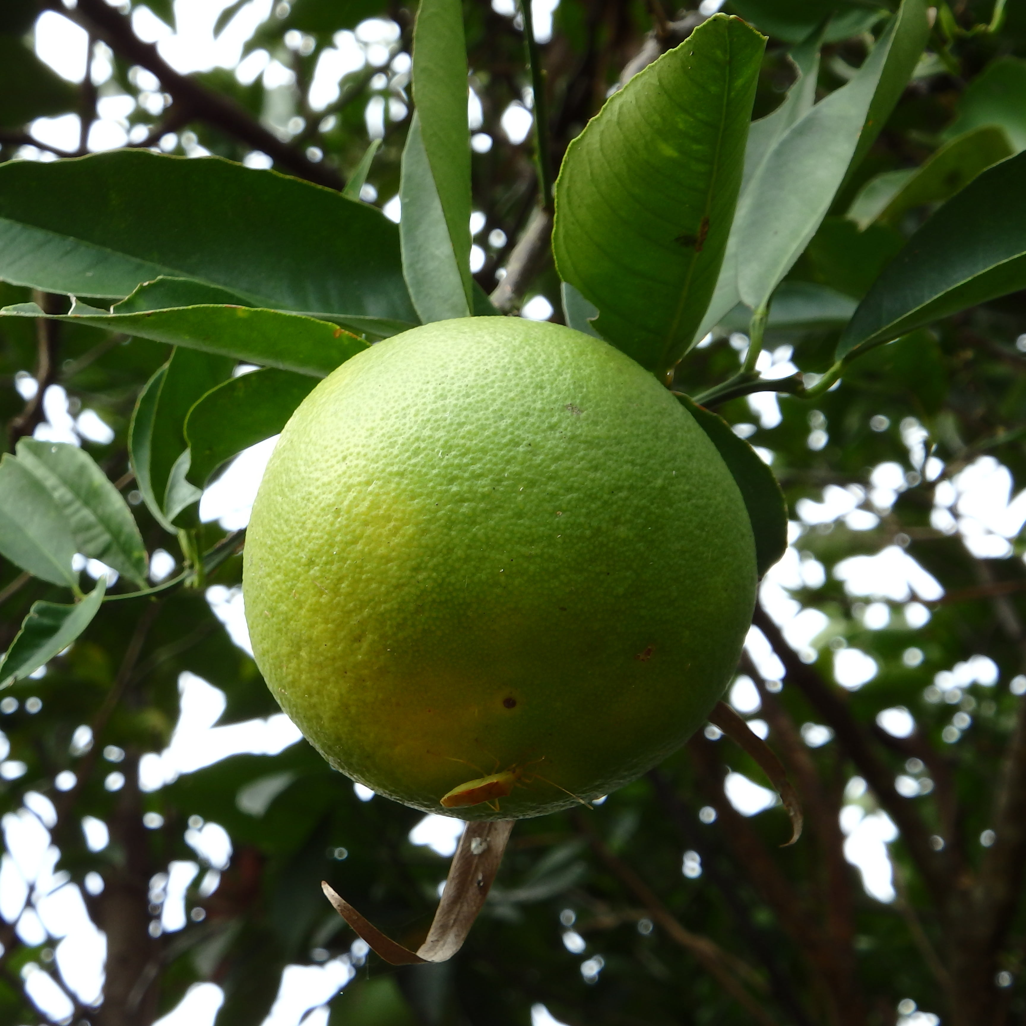 crop, food and drink, branch, food, ripen, freshness, day, fresh, delicious, low angle view, grow, pest, outdoors, close-up, leaves, summer, bugs, focus on foreground, Phone HD Wallpaper