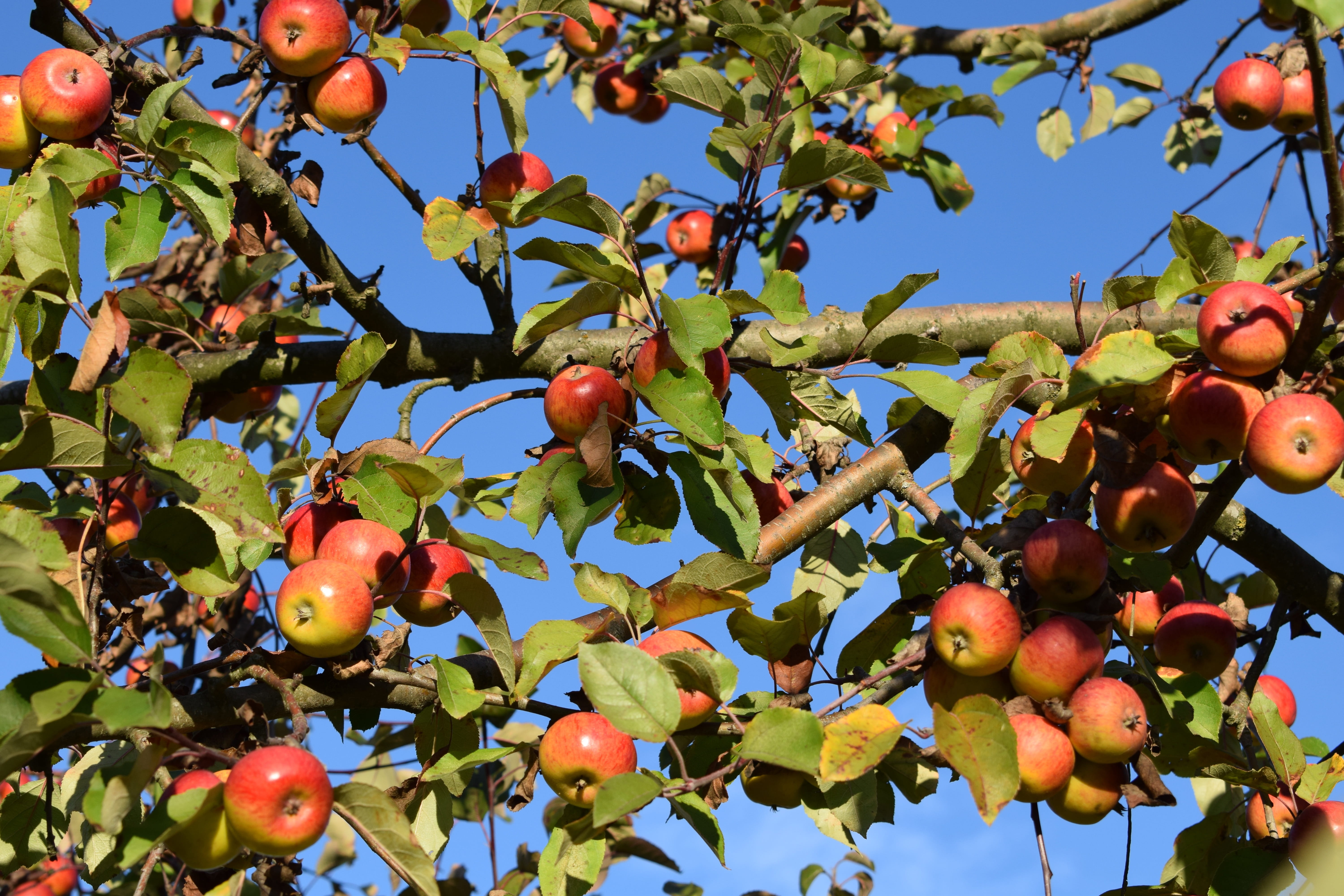 harvest, green color, trees, apple, outdoors, autumn, nature, branch, plant part, leaves, rowanberry, delicious, healthy, sky, low angle view, apple orchard, HD Wallpaper
