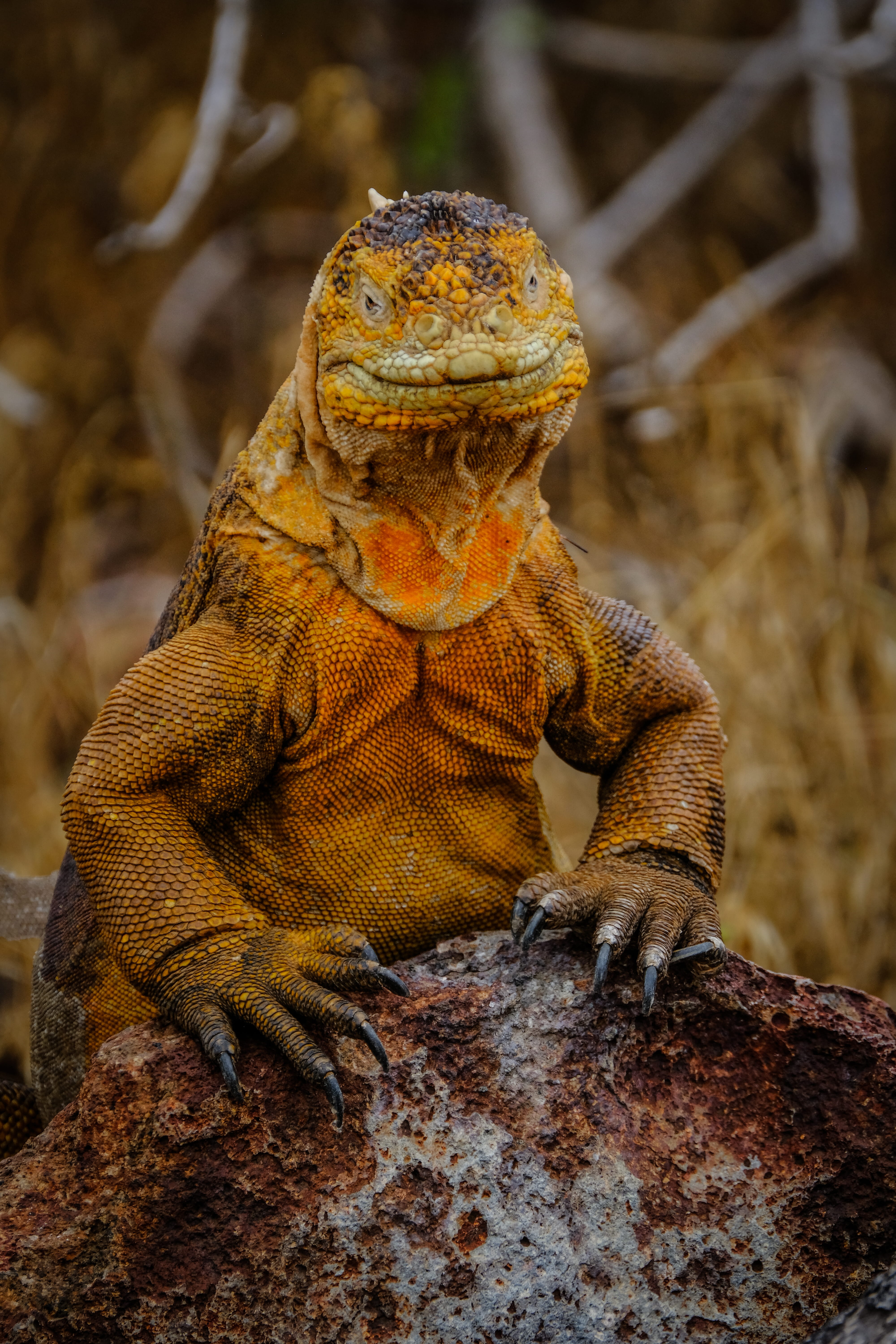 one animal, close-up, rock, animal themes, sea life, animal scale, animal, turtle, animal body part, invertebrate, cricket insect, alligator, claw, iguana, Phone HD Wallpaper
