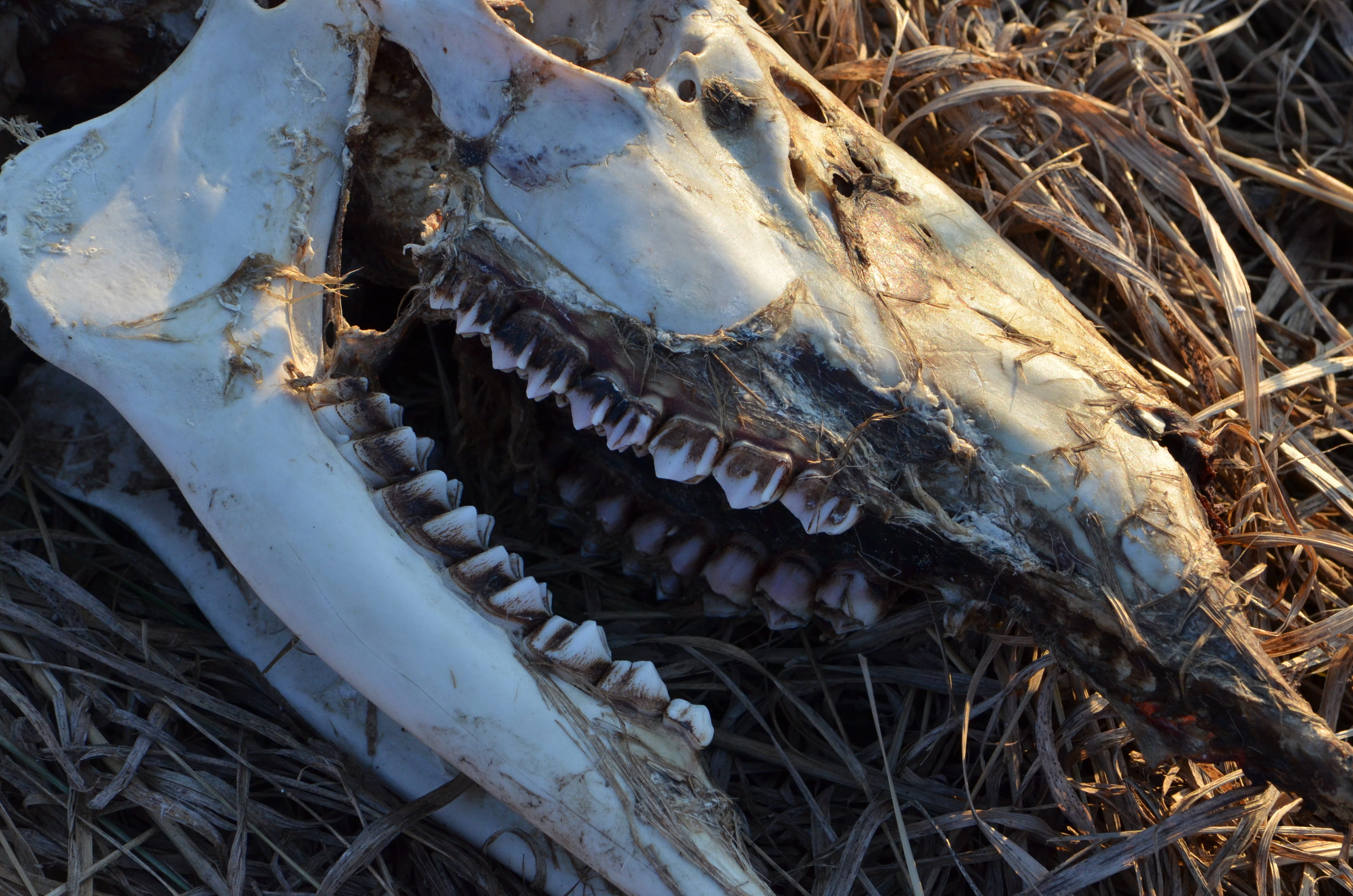 skeleton, dead, bone, nature, eating, animal body part, no people, skull, field, animal wildlife, day, food, jaw, invertebrate, teeth, deer, animal head, HD Wallpaper