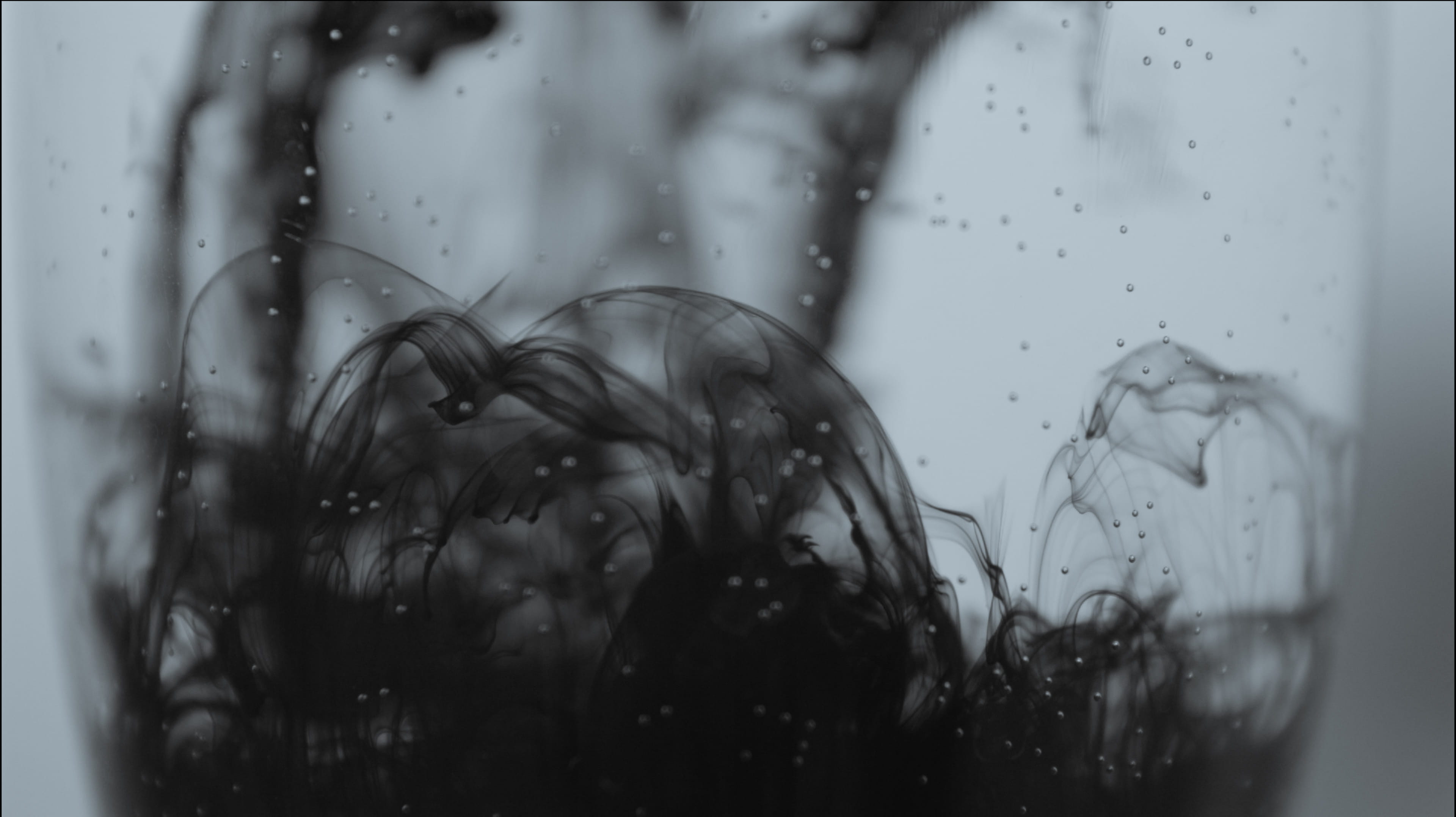 fractal, art, animal, still life, glass, selective focus, focus on foreground, transparent, wolf, water, close-up, nature, motion, sweets, day, drop, graphics, HD Wallpaper