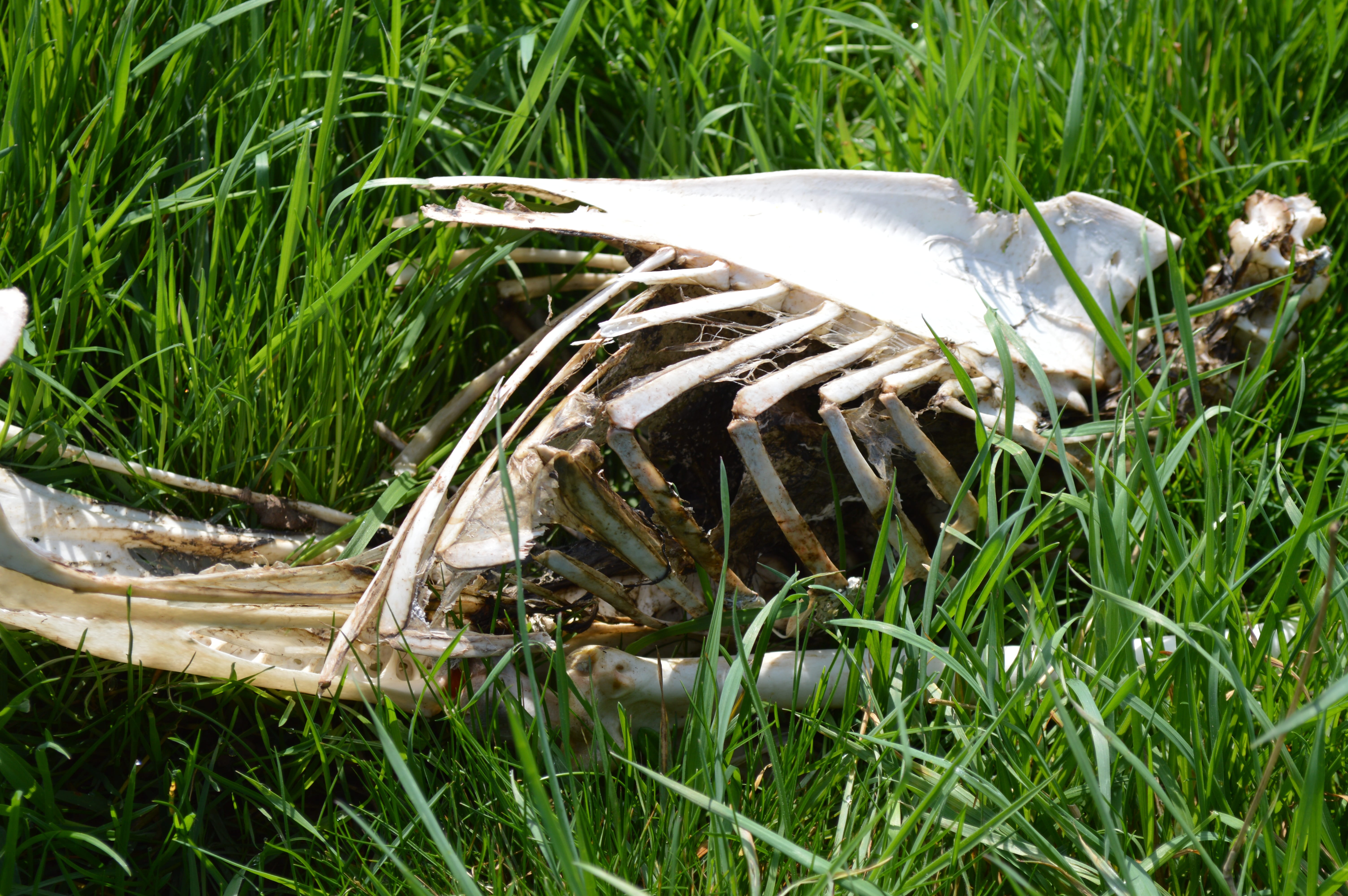 life, bone, plant, animals in the wild, food, vertebrate, 5K, day, animal wildlife, field, nature, land, animal, dead, animal themes, blade of grass, growth, HD Wallpaper