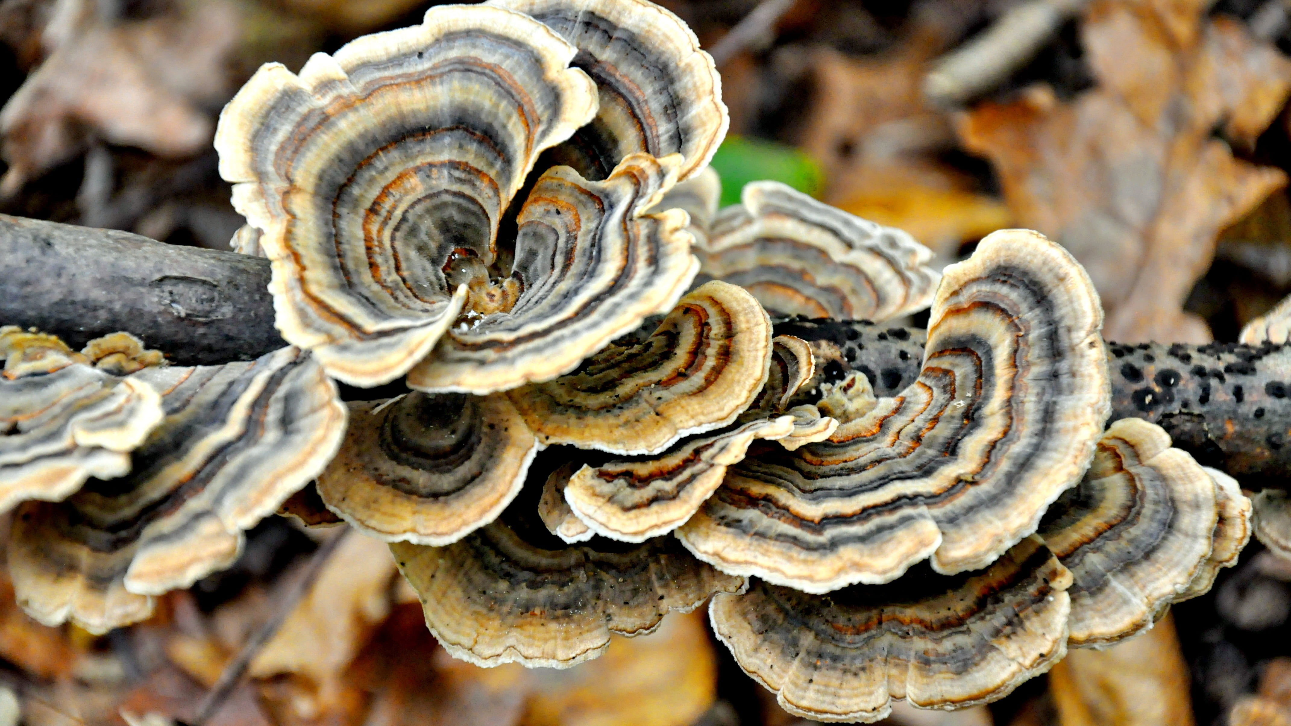 close-up, animal shell, mushroom, selective focus, spiral, day, plant, brown, animal wildlife, vegetable, no people, 4K, forest, pattern, focus on foreground, HD Wallpaper