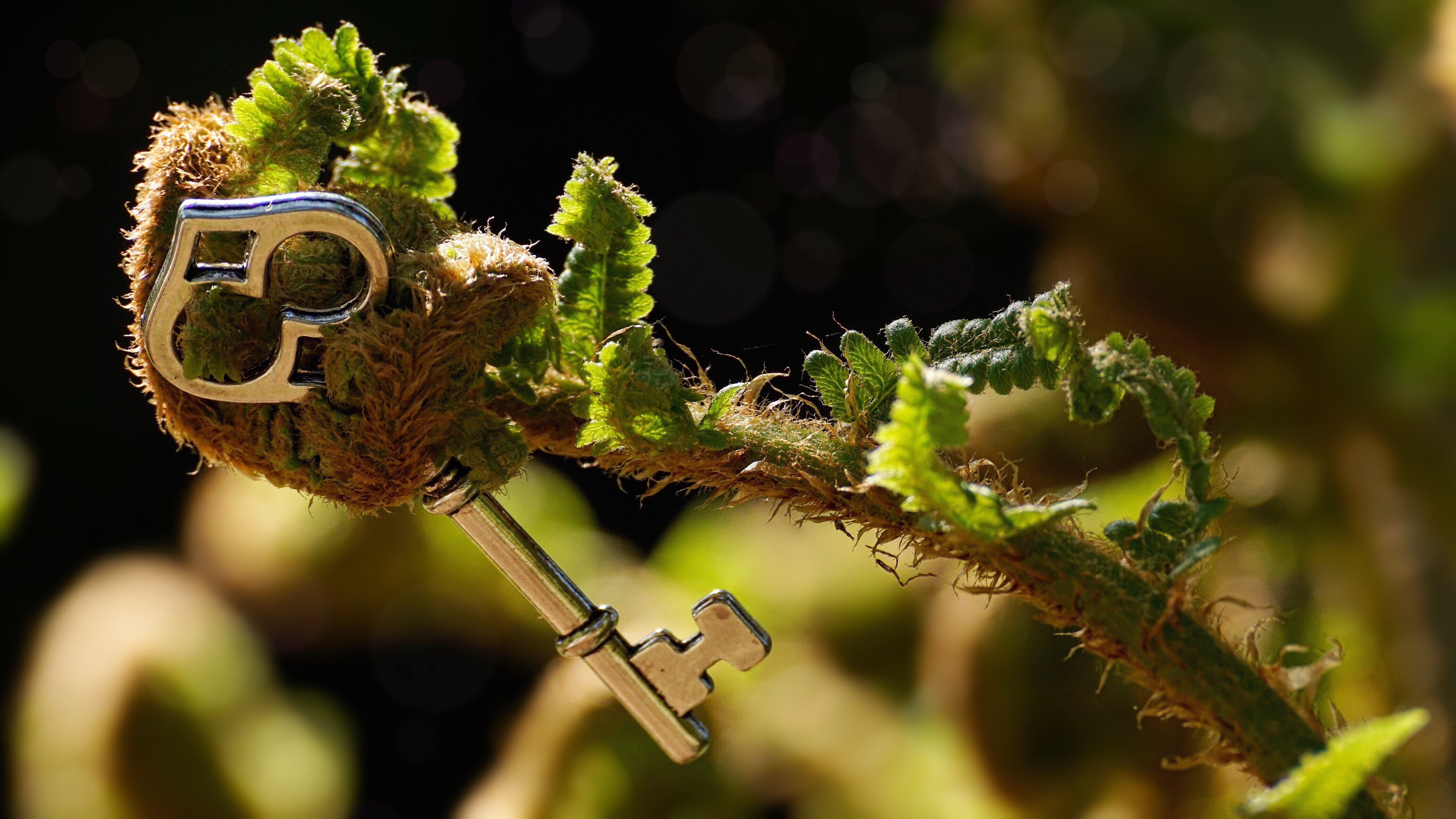 mood, vascular cryptogams, animal themes, gray, close-up, spiritual, food, skeleton, unroll, animal, branch, plant part, emotions, green, small, macro, HD Wallpaper