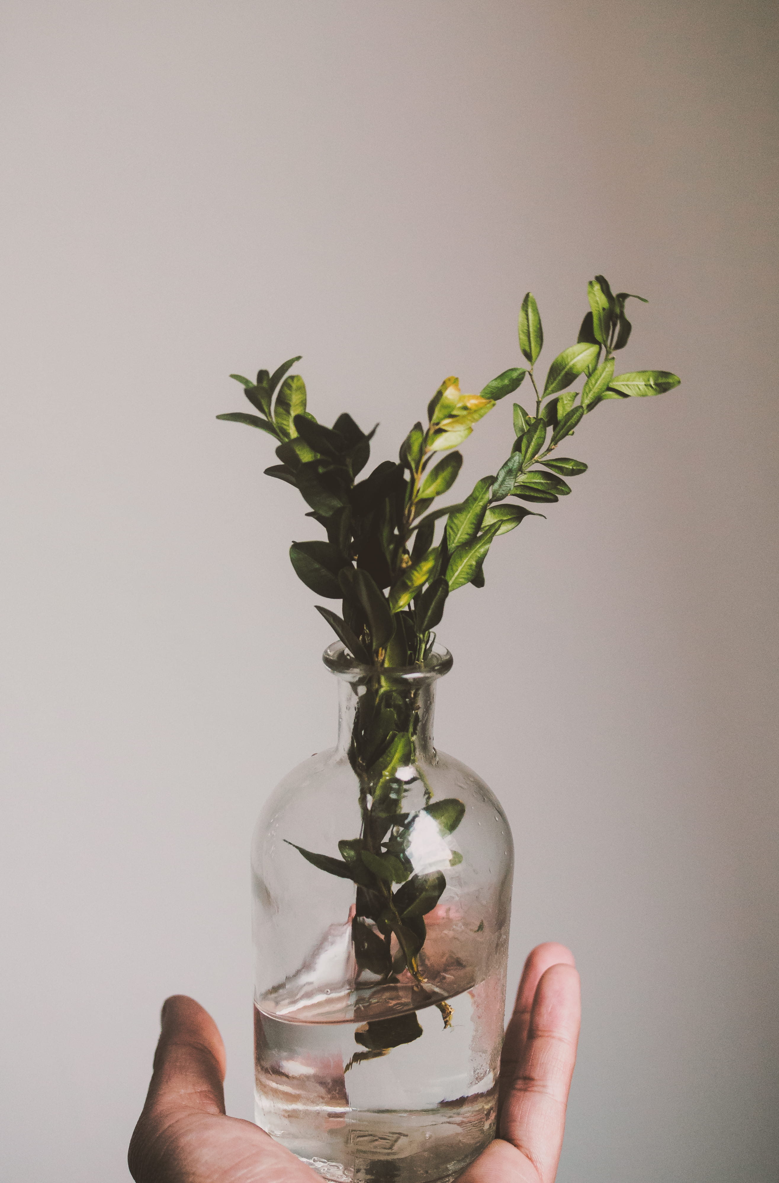 plant, hold, one person, hand, water, studio shot, real people, plant part, bottle, nature, leafed, 4K, green, close-up, lifestyles, body part, vase, human body part, Phone HD Wallpaper