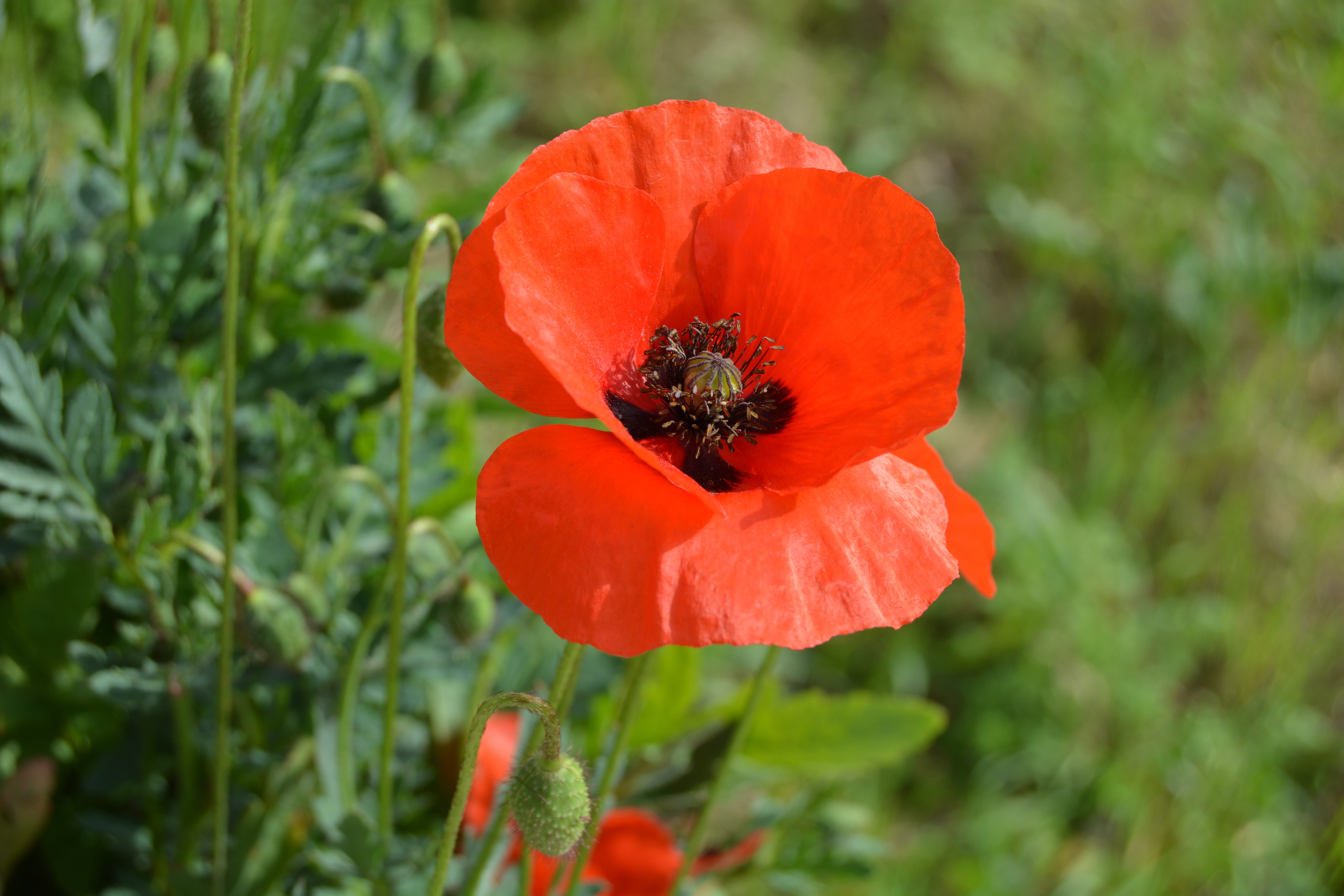 beauty in nature, close-up, flowering plant, vulnerability, spontaneous, pollination, bloom, focus on foreground, green, nature, growth, flowers, orange color, HD Wallpaper
