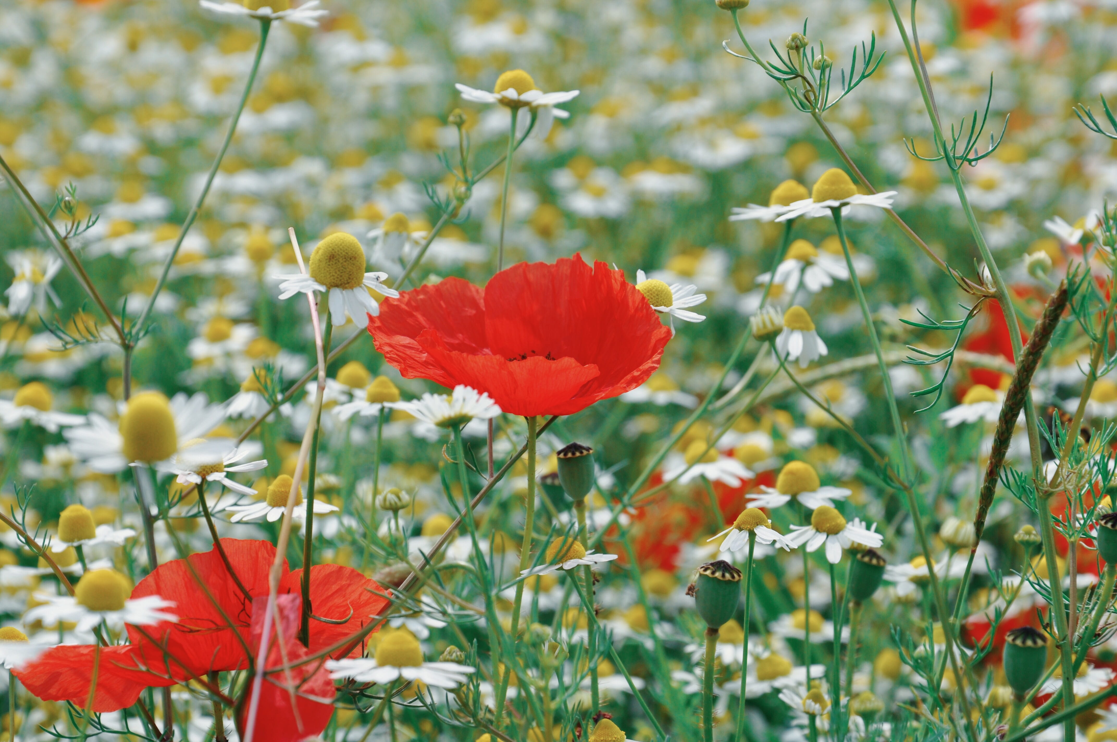 close-up, fragility, growth, meadows, prato, flowering plant, petal, plant, outdoors, summer, grass, spontaneous, inflorescence, no people, poppy, wheat, HD Wallpaper