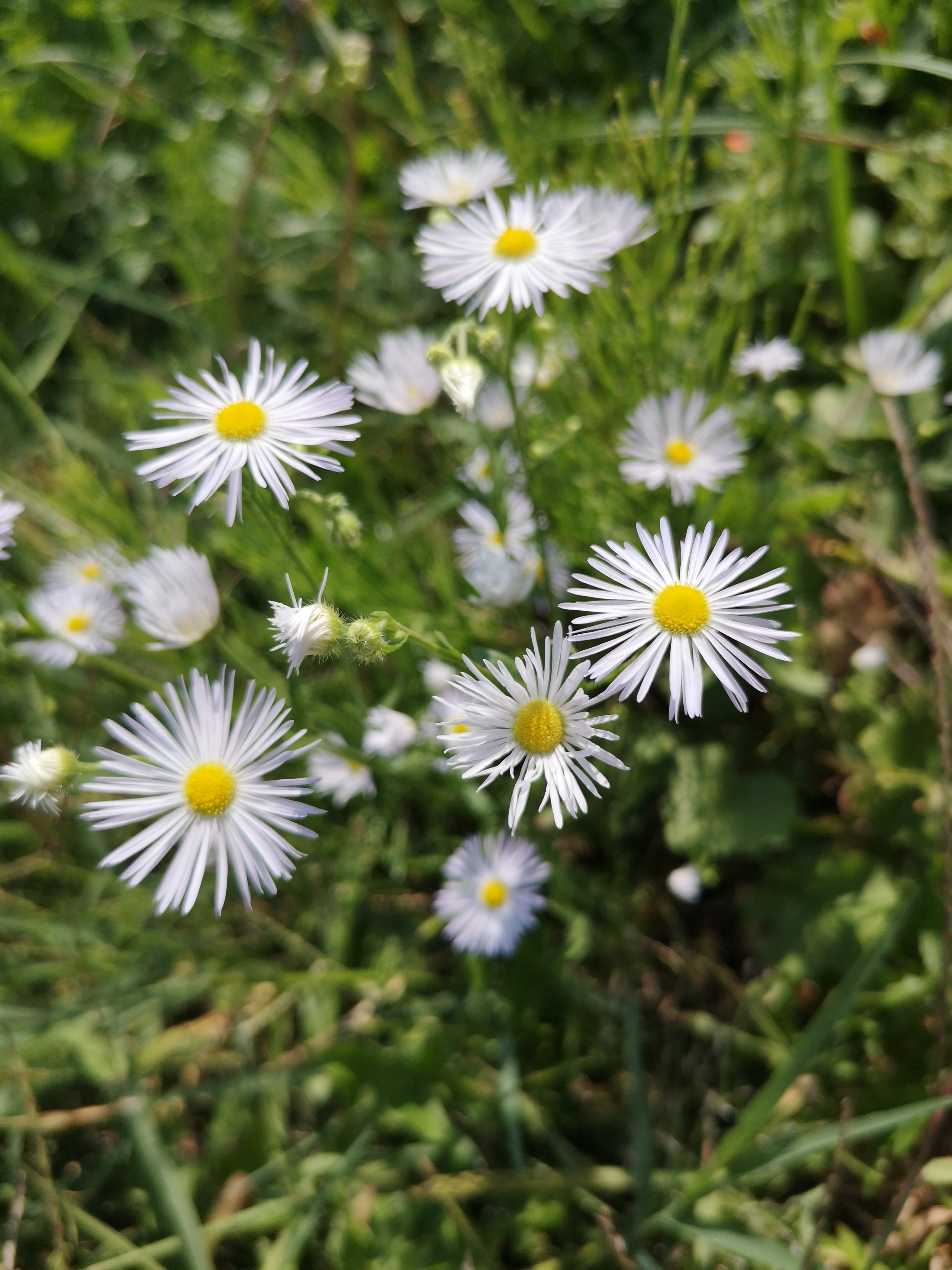 white color, sous rosettes, petal, no people, sunny day, white sigalben, pollen, 4K, flower, green grass, close-up, plant, growth, flowering plant, inflorescence, Phone HD Wallpaper