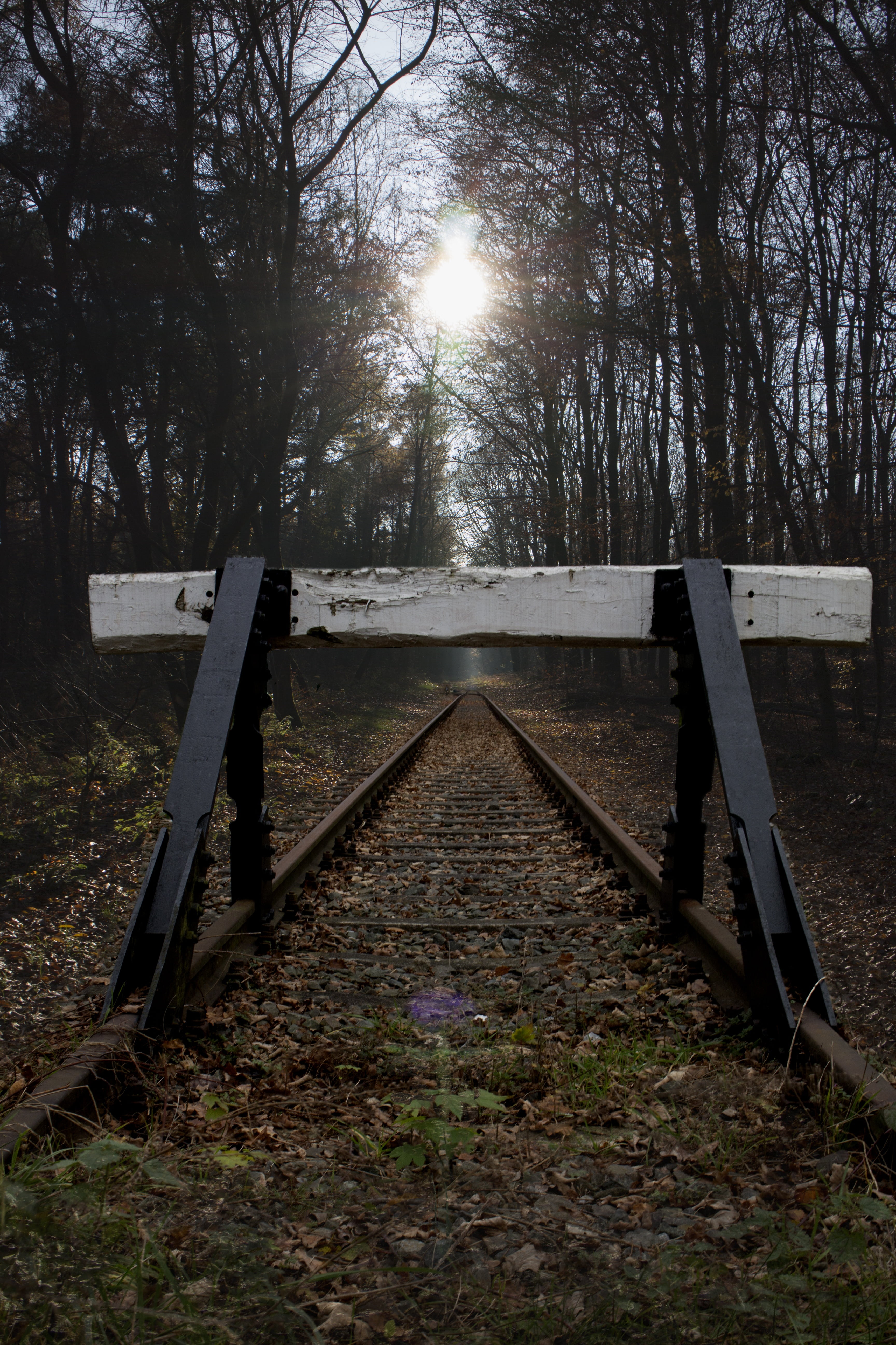 bill, mood, direction, tranquility, sunbeam, 5K, autumn, sun, forest path, tranquil scene, rail transportation, buffer stop, field, track, glade, outdoors, Phone HD Wallpaper