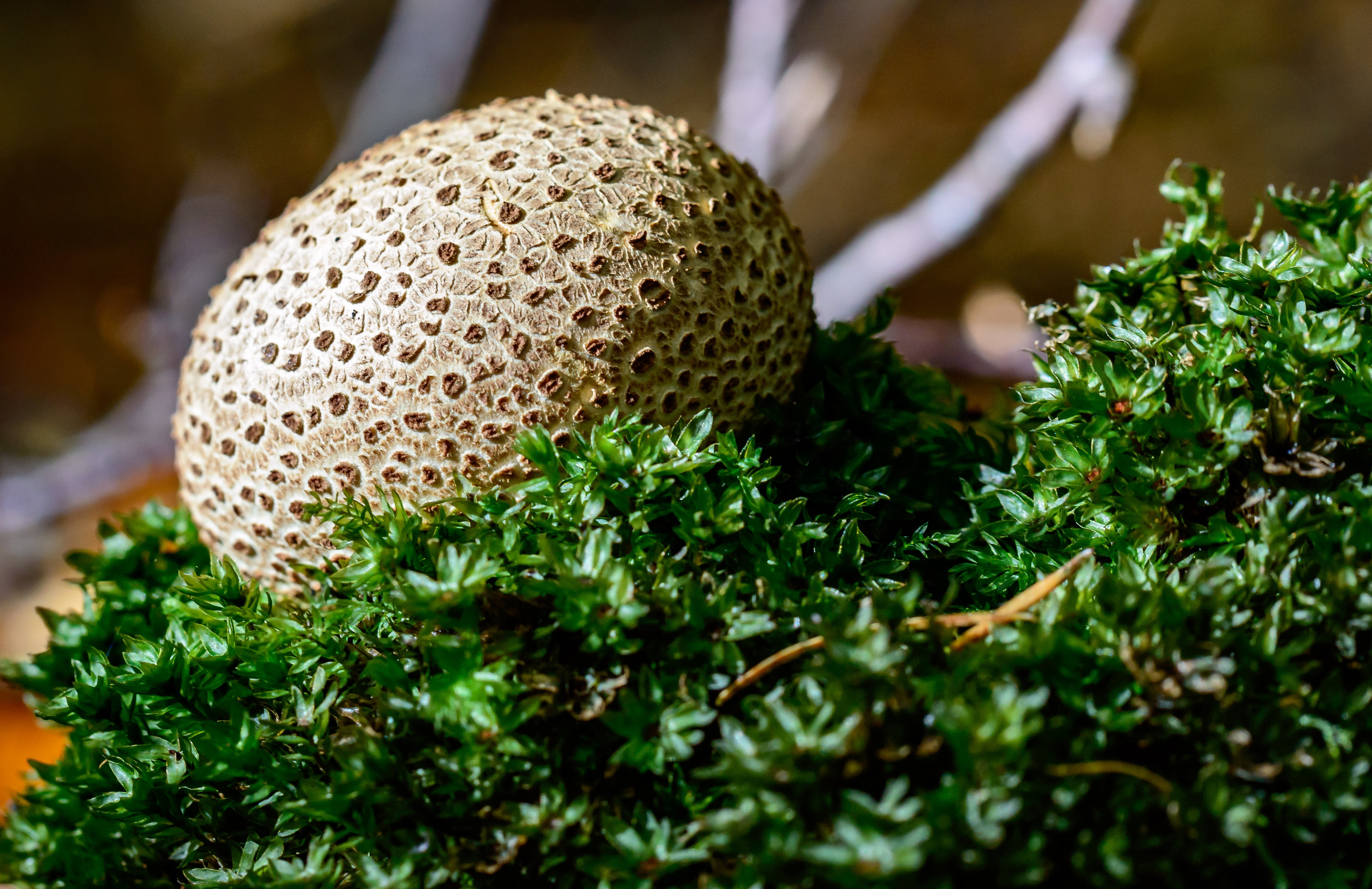 mushroom, buffer mushroom, vegetable, fragility, bovist, no people, green color, beauty in nature, 4K, forest floor, freshness, tree, day, fungal species, HD Wallpaper